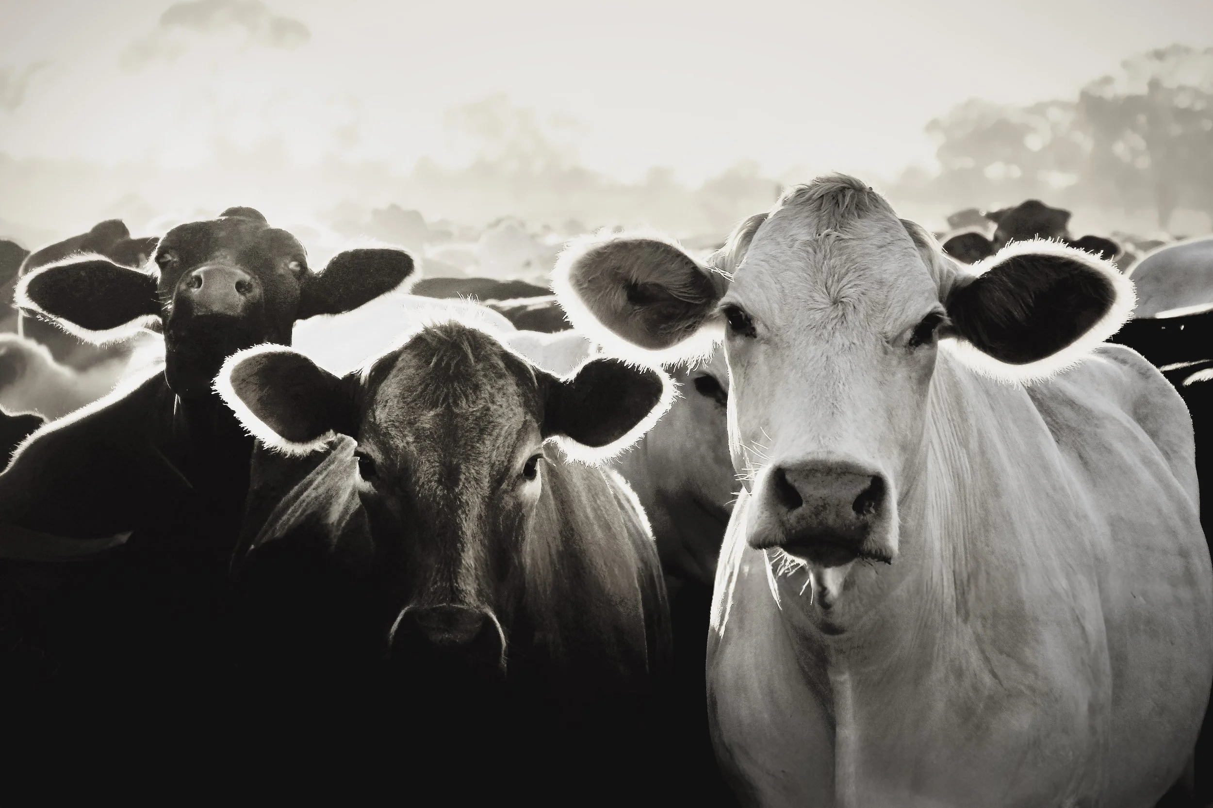 angeliccows  4x 6 BW monase.jpg