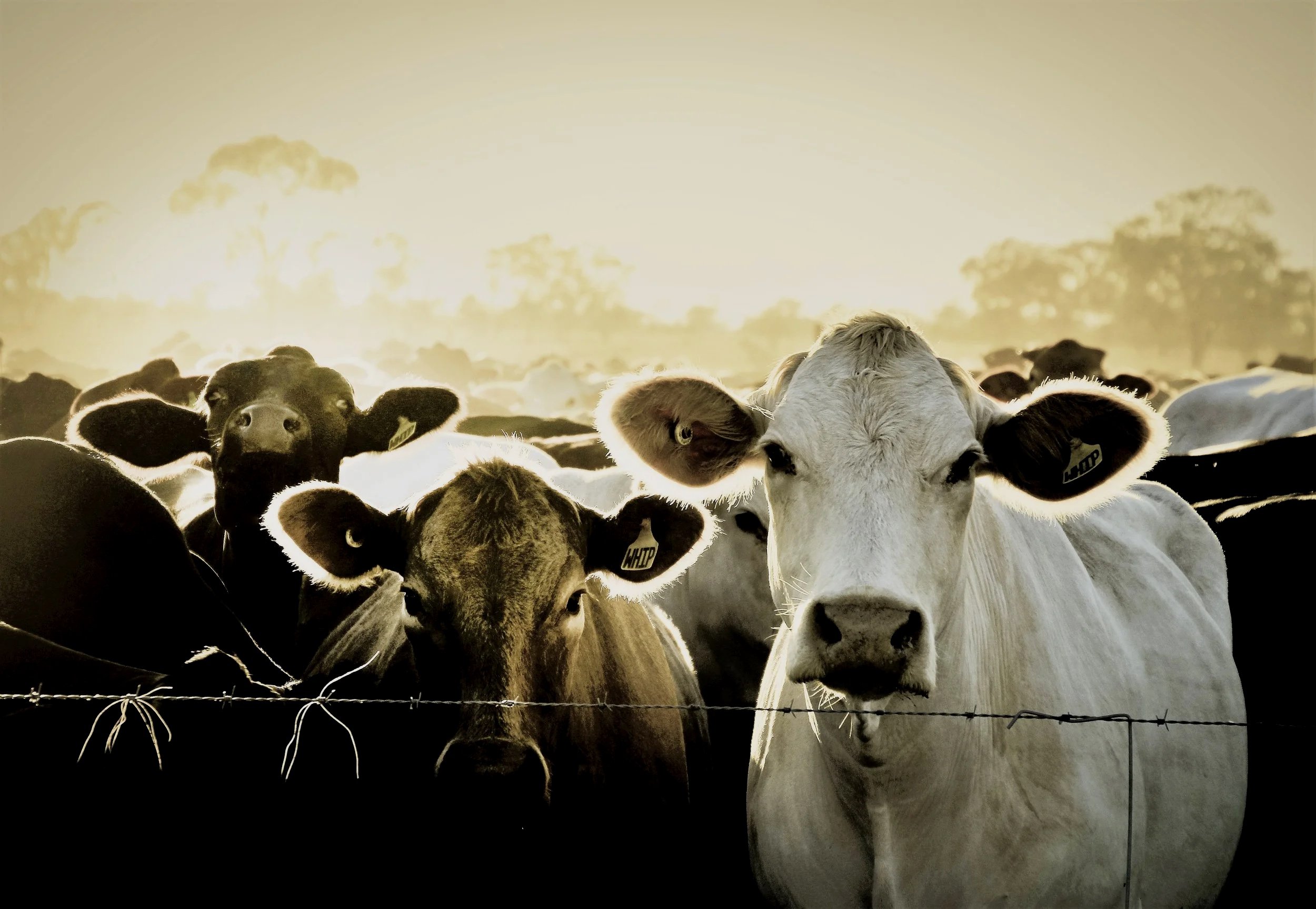 Farm Life Print  - "angelicows" series x 2
