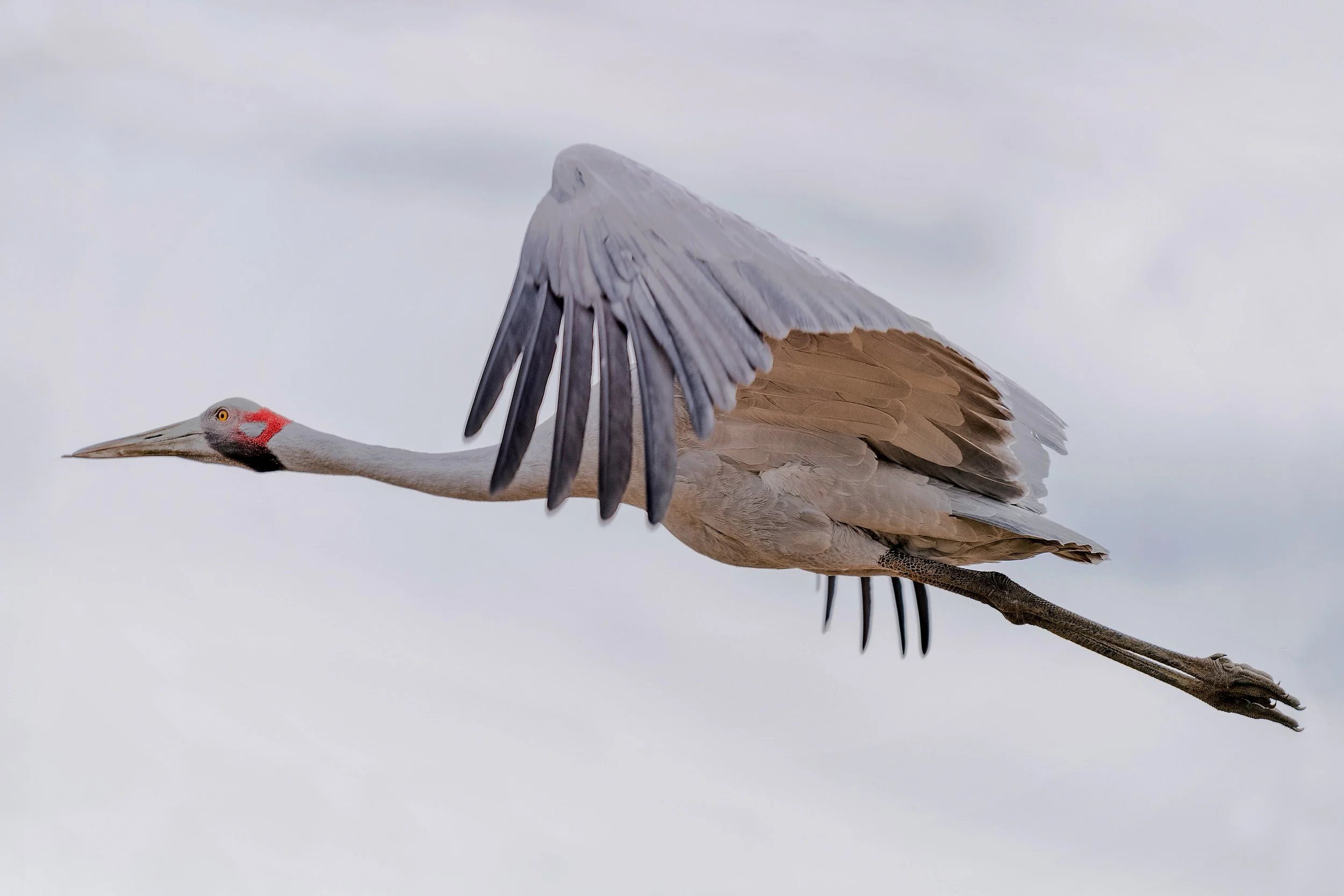 DSC_3902-7  brolga flight .jpg