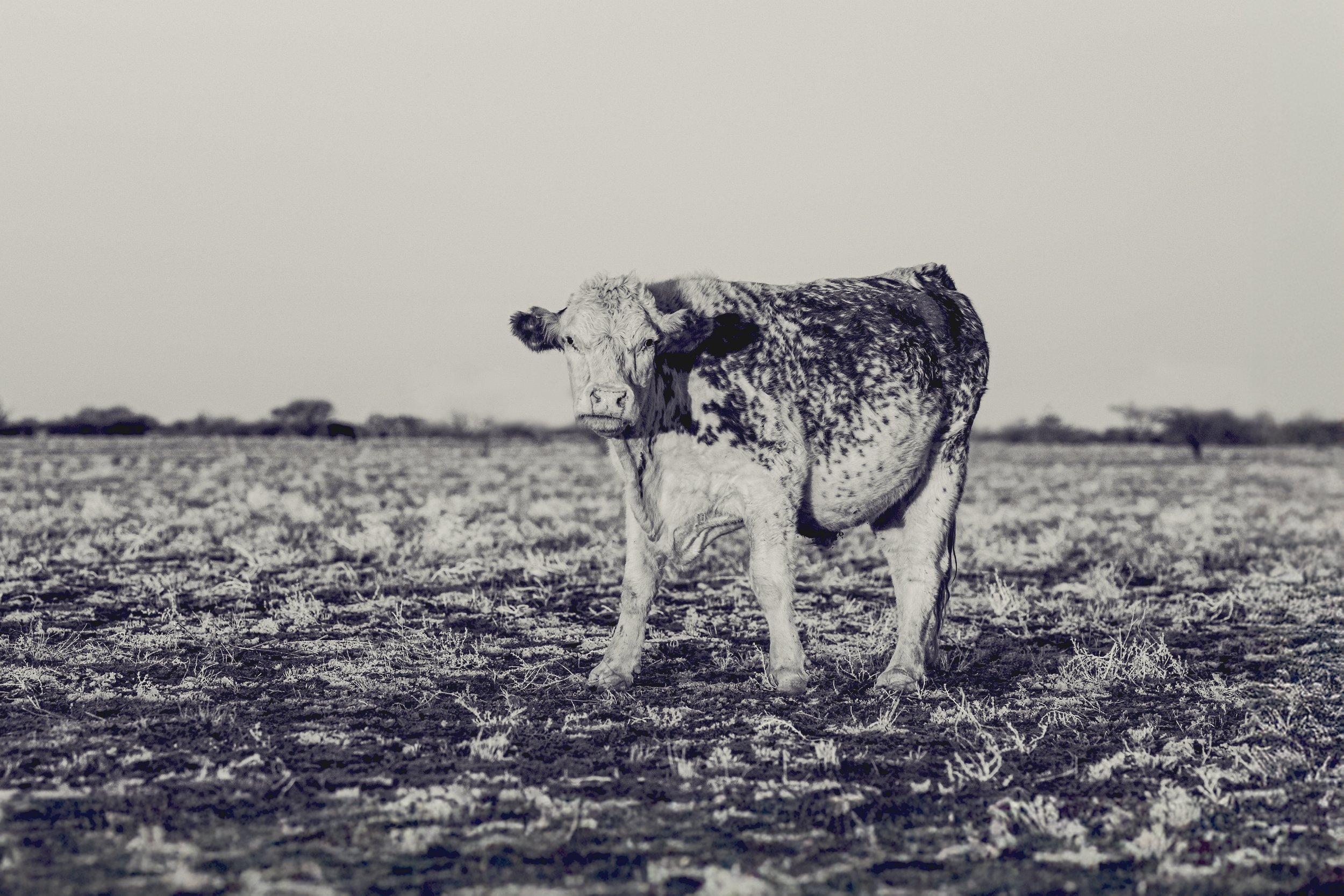 _DSC0377 bully beef bw.jpg