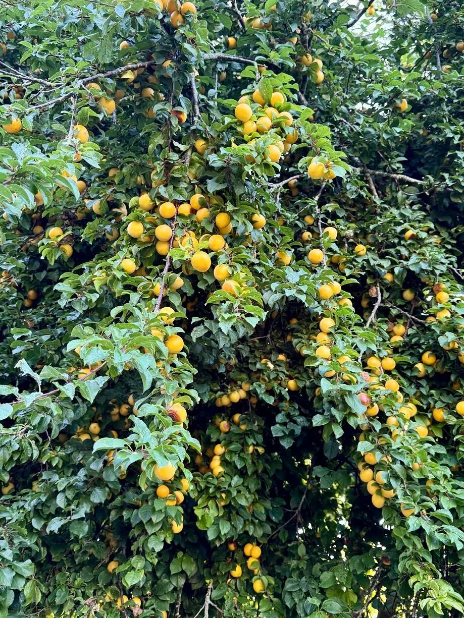 Mirabelle plum season - picked from the garden, made into jam and now ready for you to enjoy for breakfast with some sourdough. We've been told this one has been a real labour of love