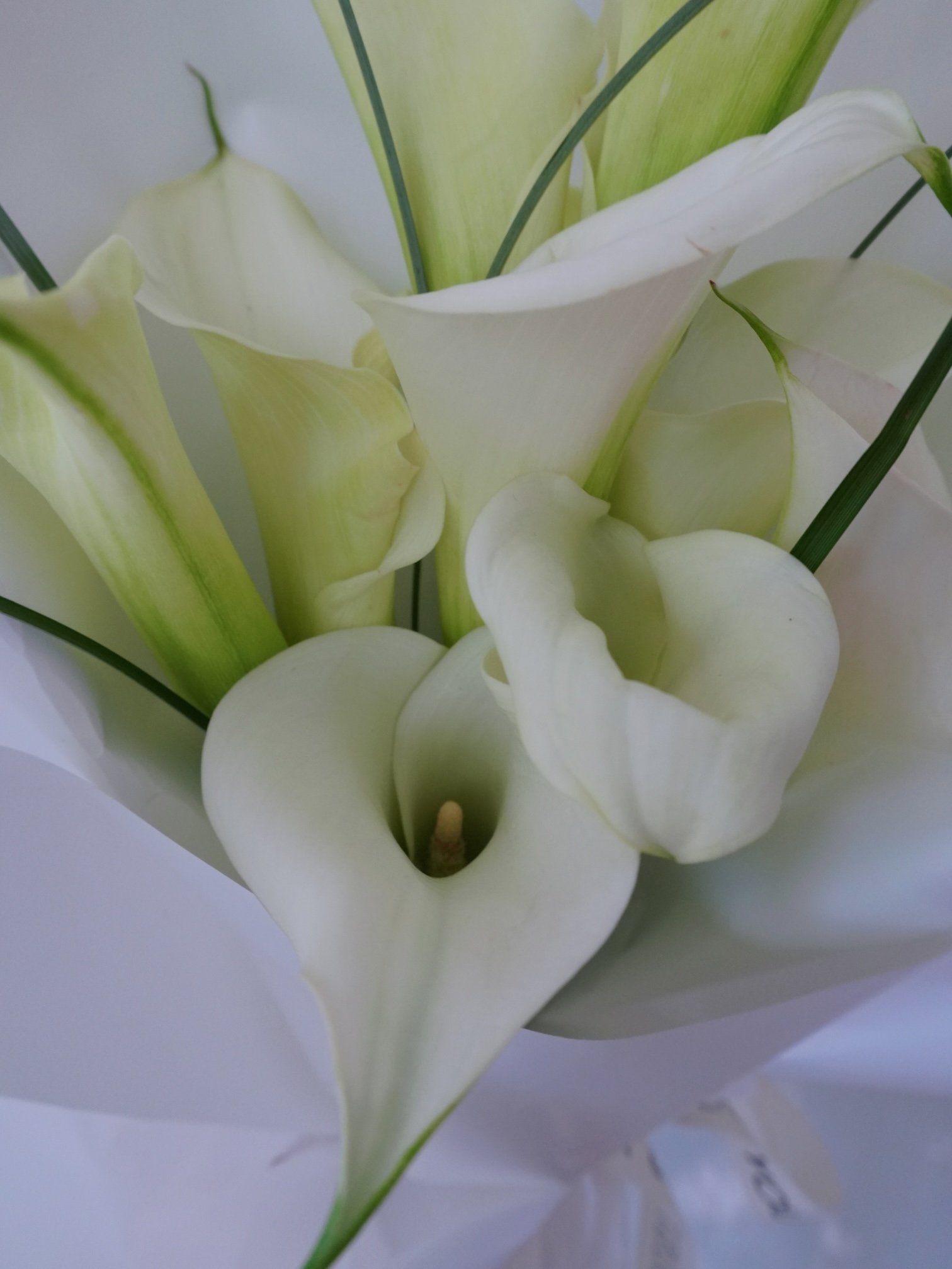 Minimalist White Calla Lily Floral Arrangement.jpeg