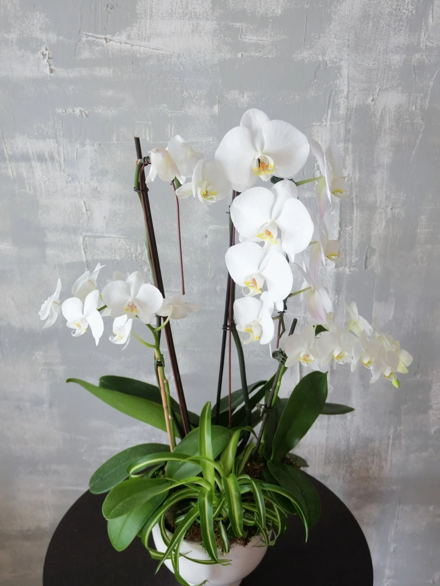 Modern Orchid Arrangement-White.jpeg