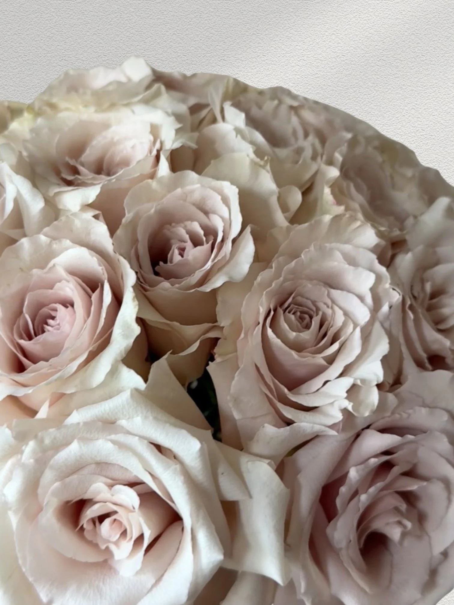 Girl and the Flower-Classic Roses-Dusty.jpeg