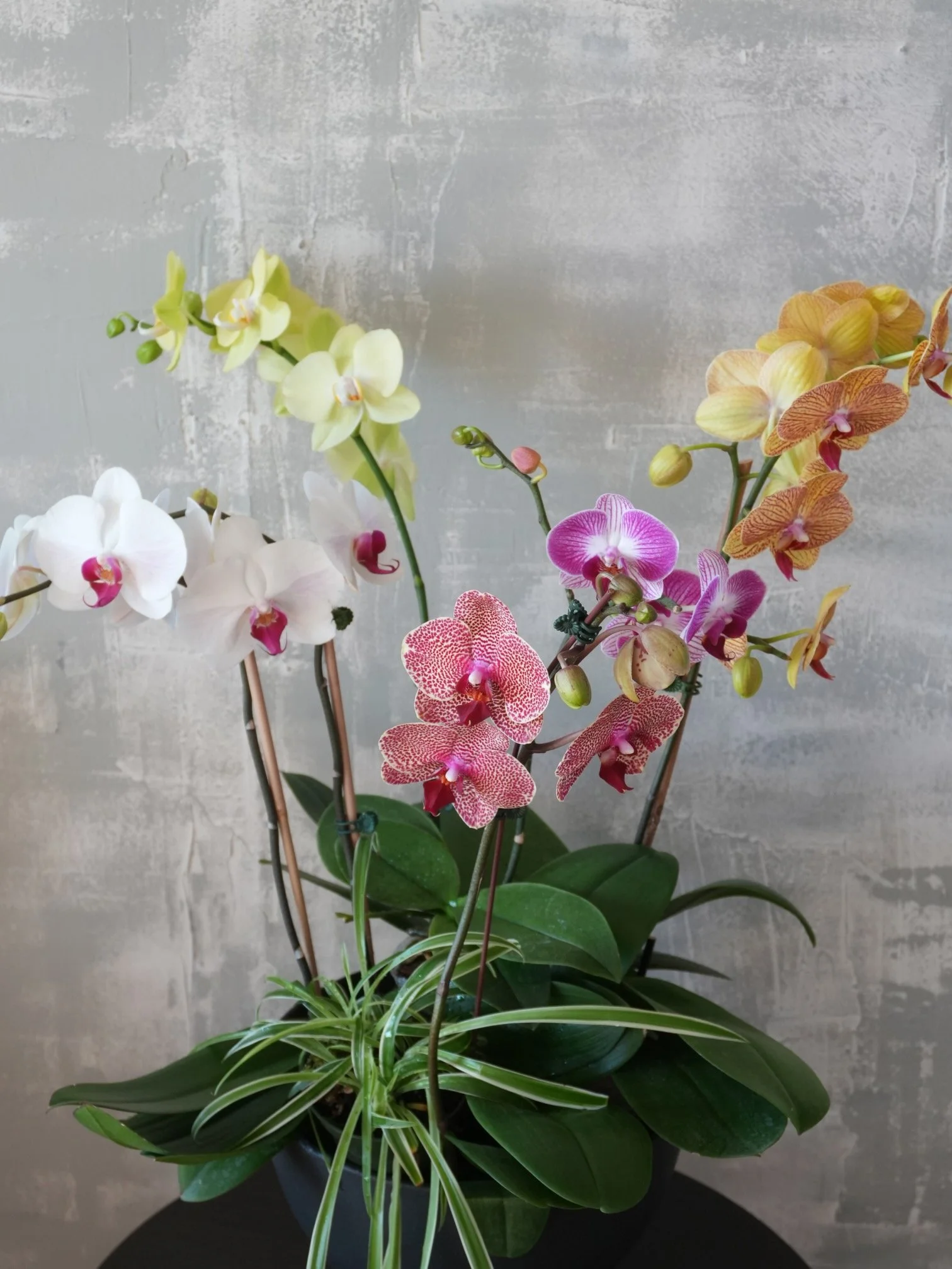 Extended Chromatic Orchid.jpeg