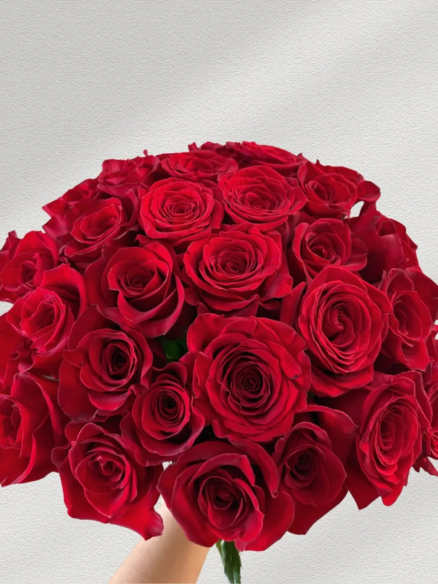 Girl and the Flower-Classic Roses-Red.jpeg