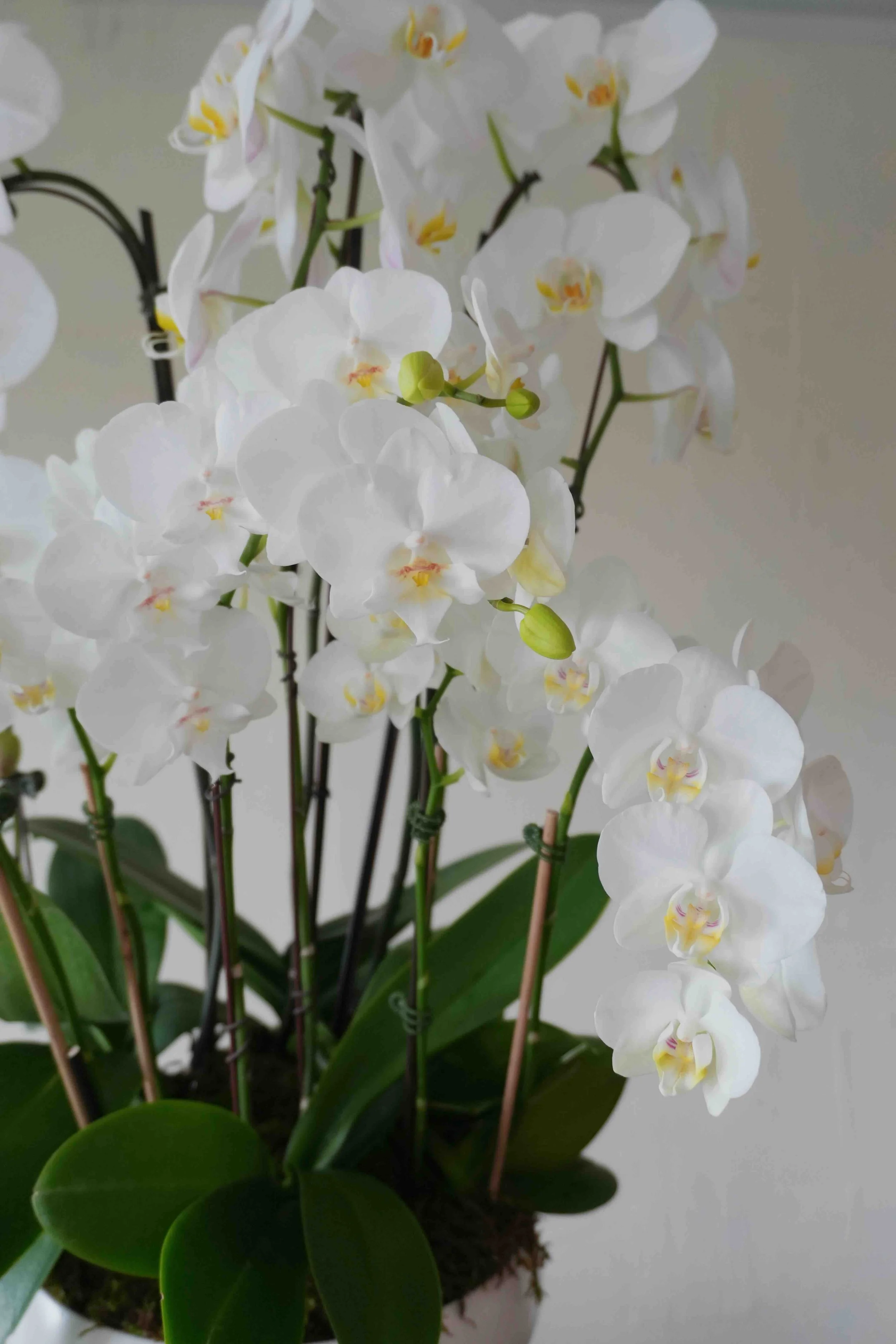Custom Orchid Designs-White.jpeg