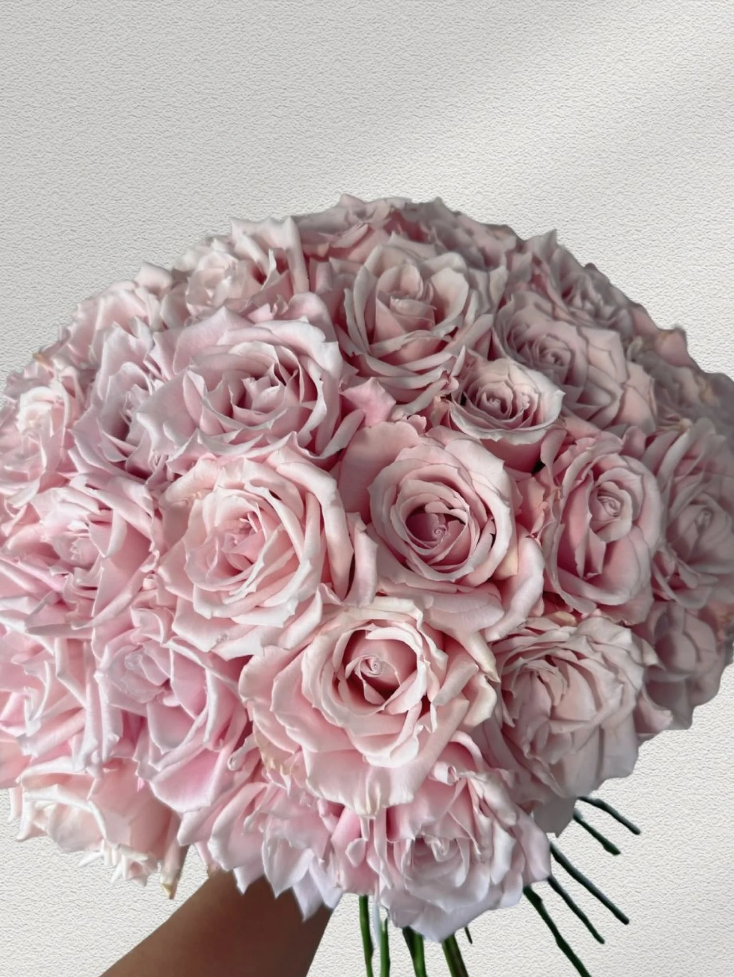 Girl and the Flower-Classic Roses-Pink.jpeg