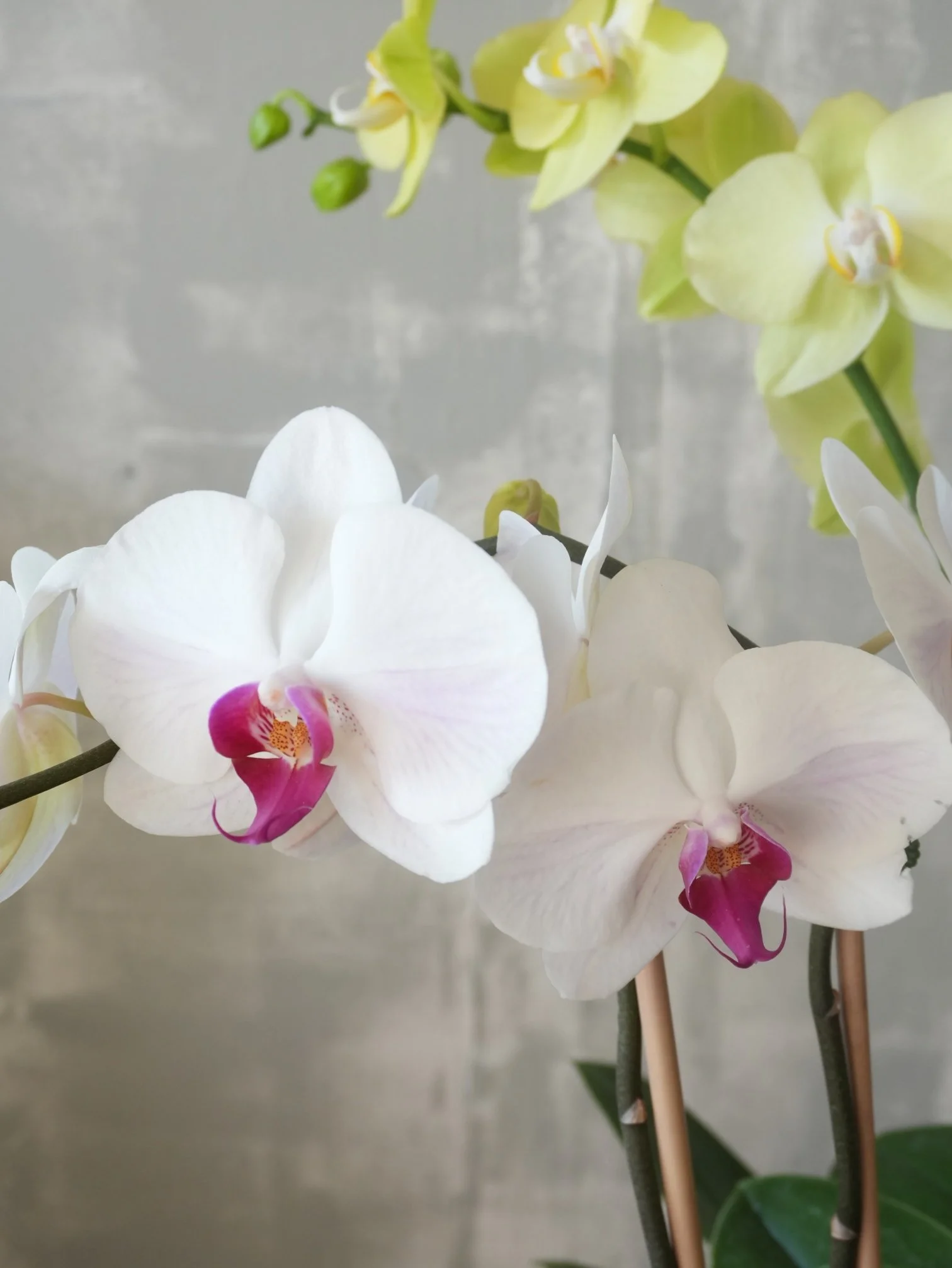 Orchid Detail — Ivory Tone.jpeg