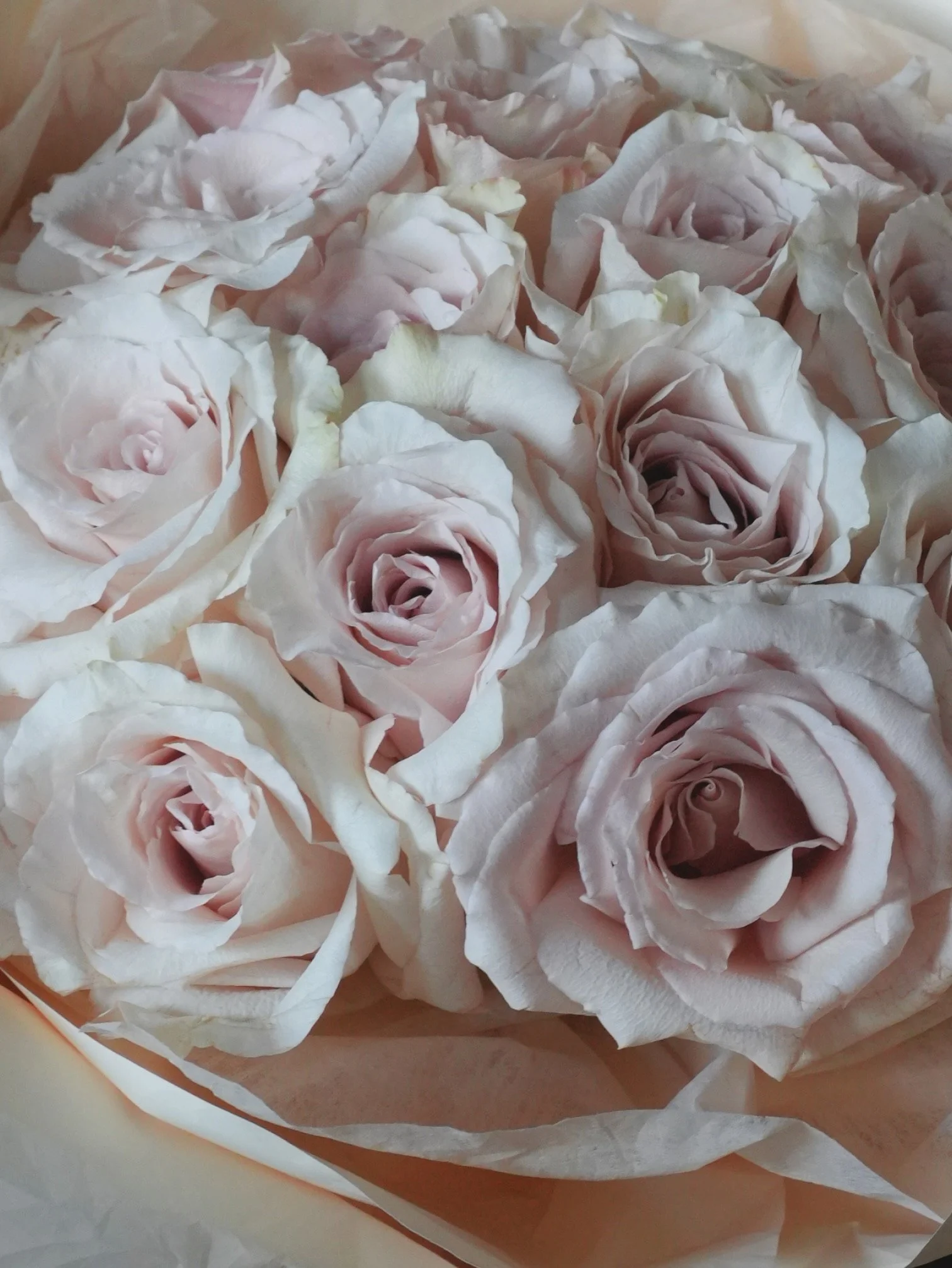 Girl and the Flower-Classic Roses-Dusty.jpeg