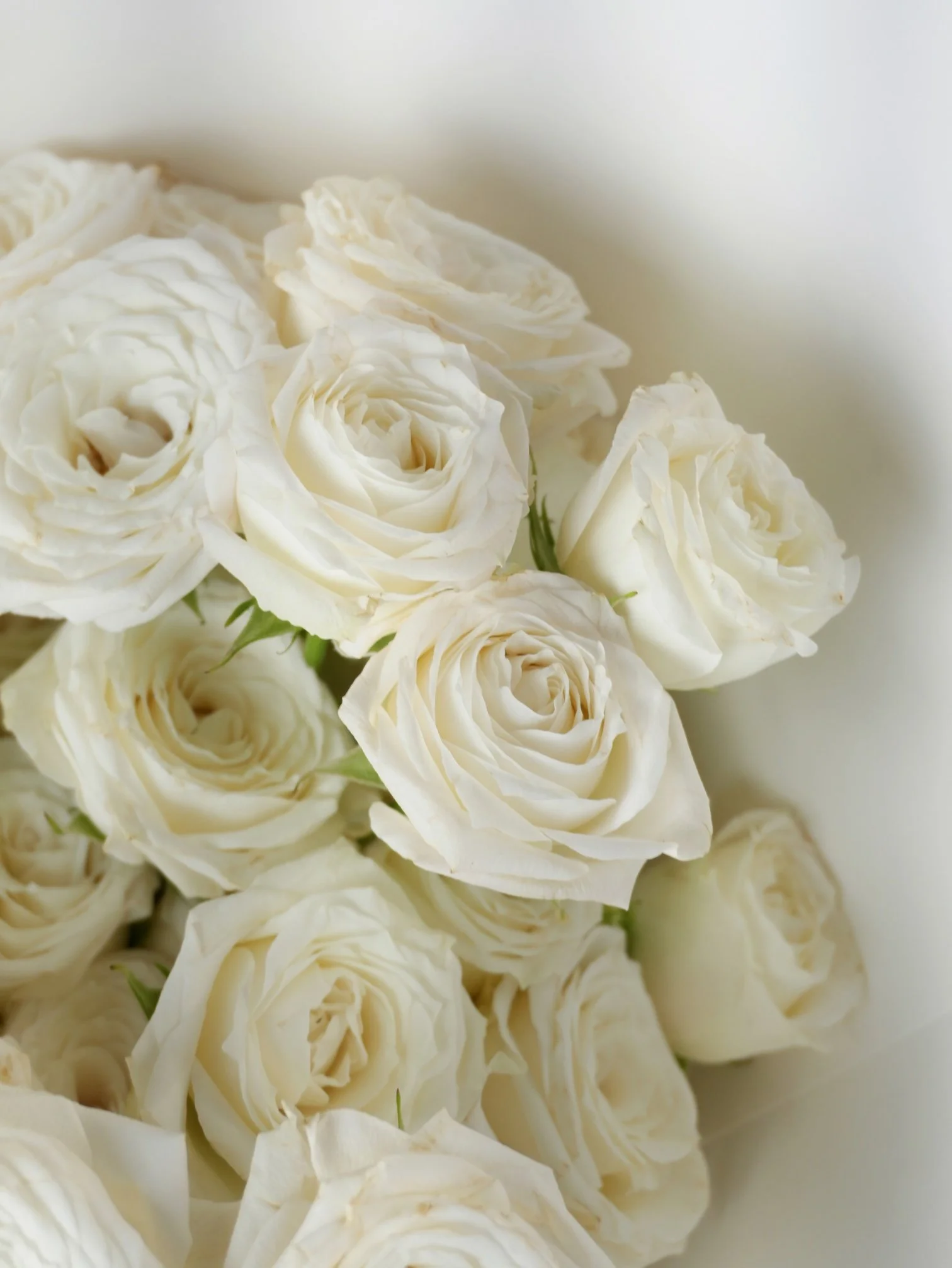 Girl and the Flower-Classic Roses-White.jpeg