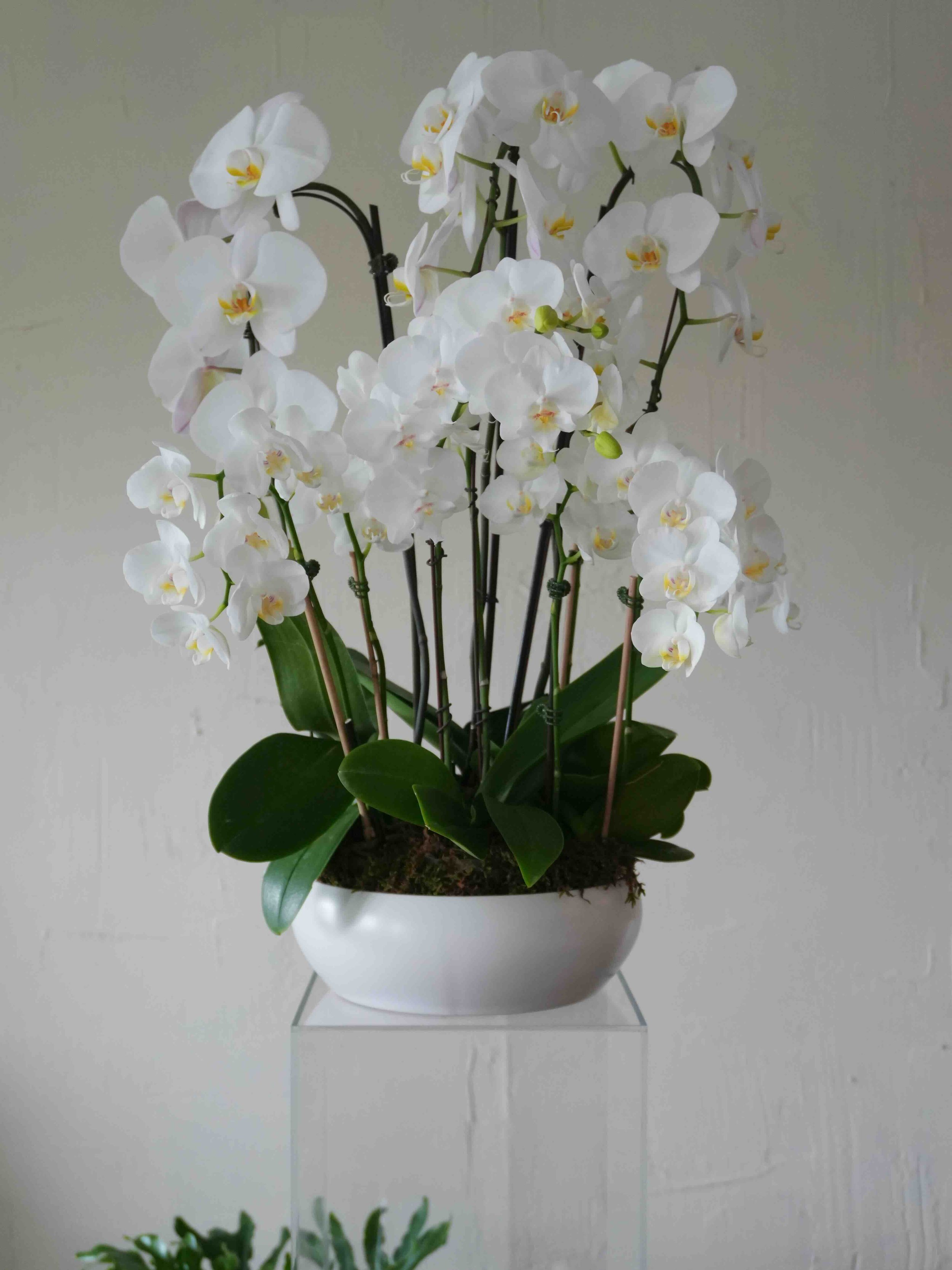 Custom Orchid Designs-White Luxe.jpeg