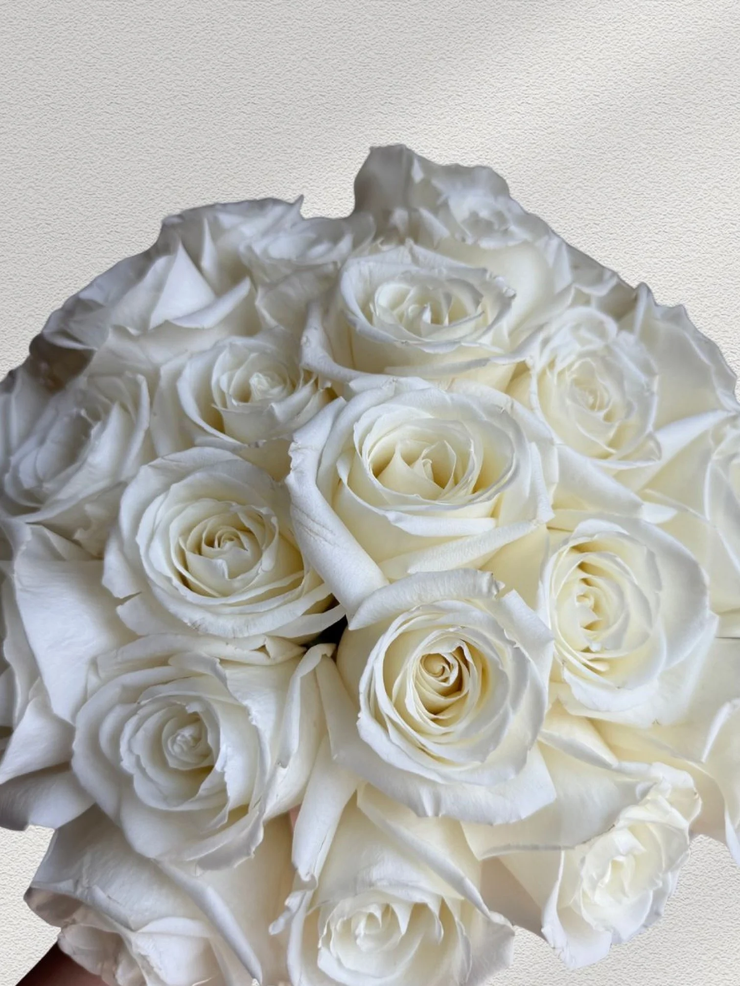 Girl and the Flower-Classic Roses-White.jpeg