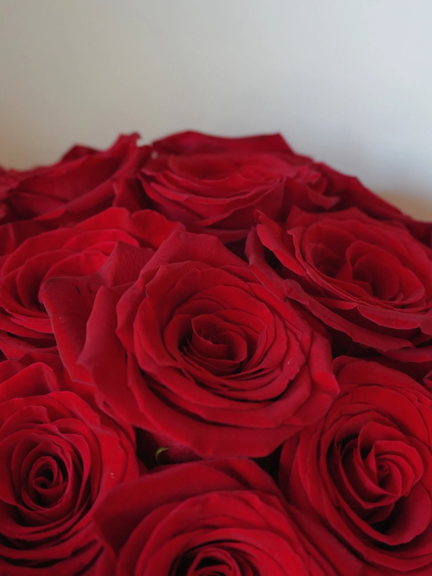 Girl and the Flower-Classic Roses-Red.jpeg