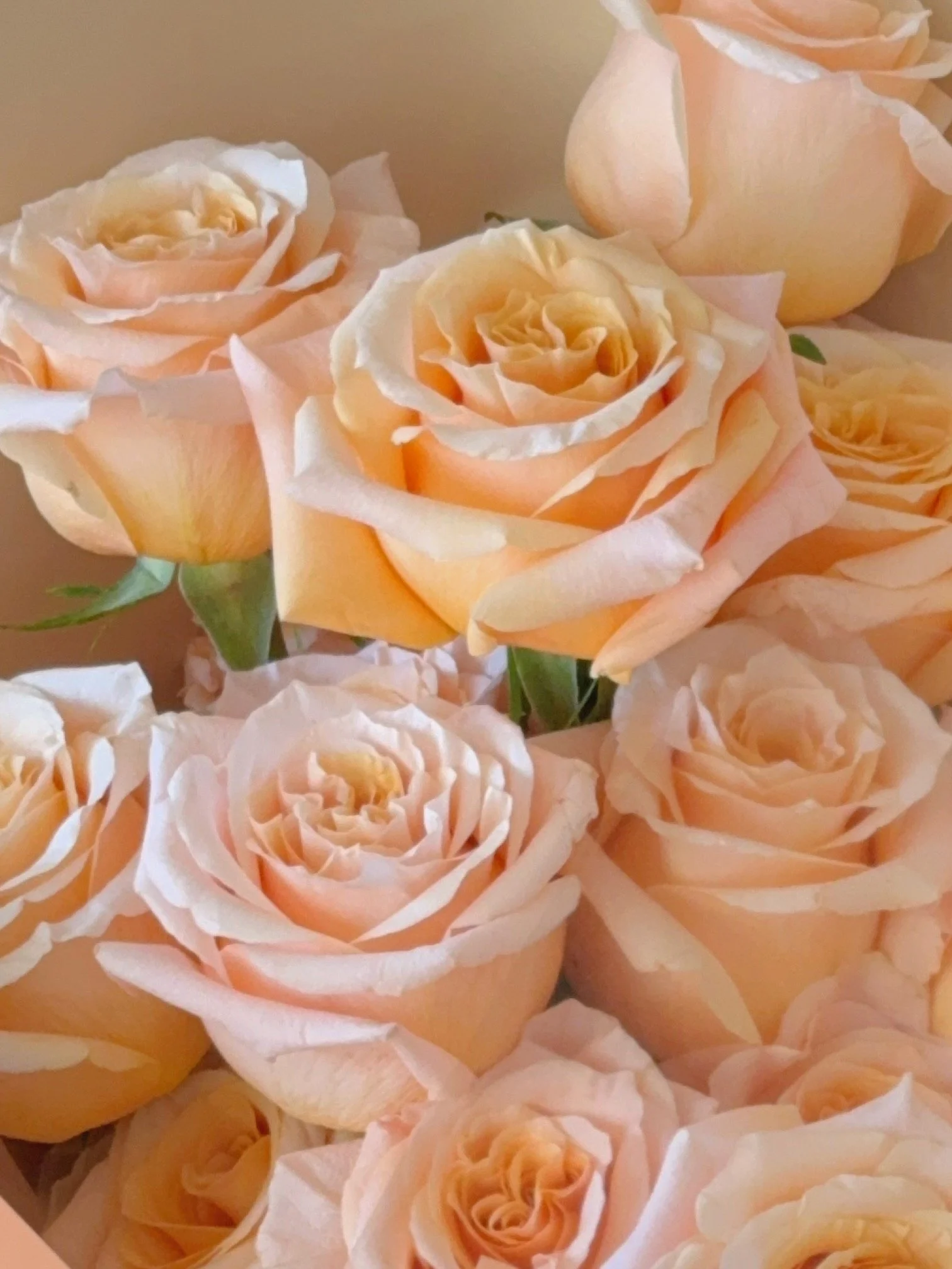 Girl and the Flower-Classic Roses-Champagne.jpeg