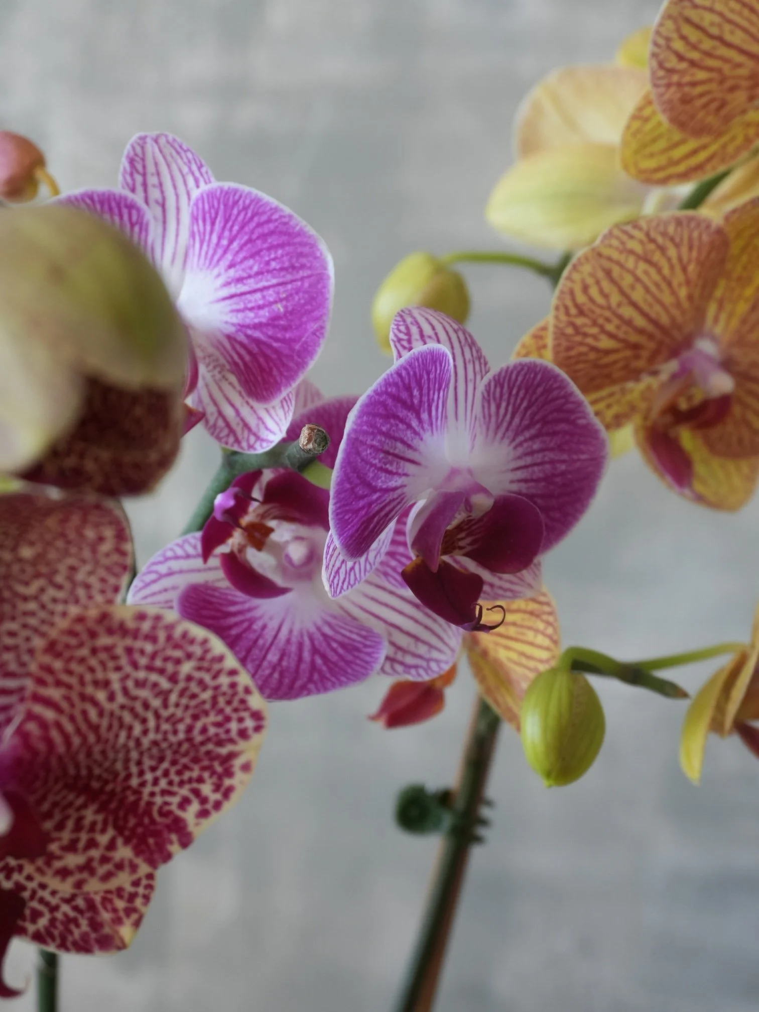 Orchid Detail — Violet Focus.jpeg