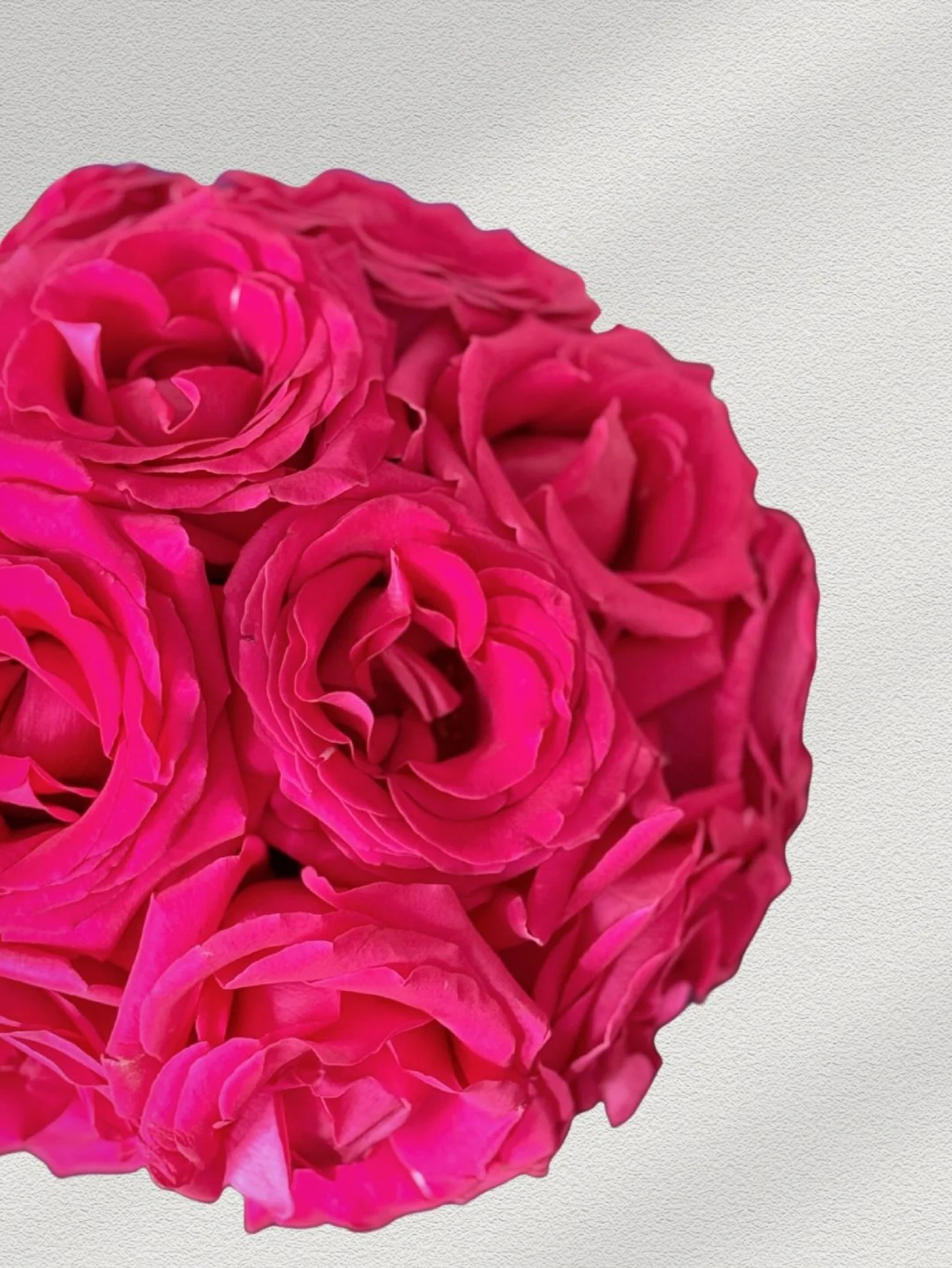 Girl and the Flower-Classic Roses-Hot Pink.jpeg