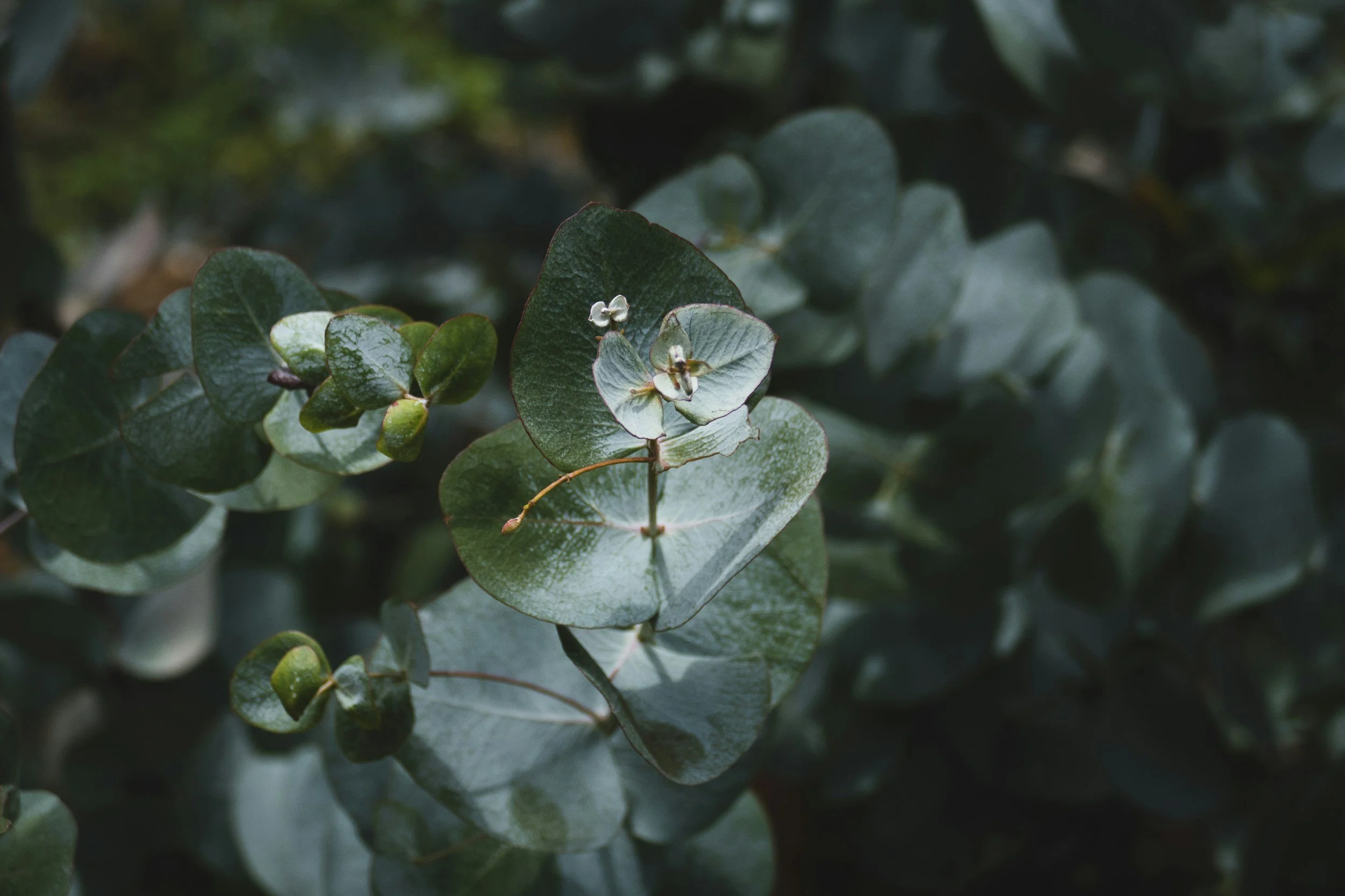 Close-up eucalyptus leaves for a New Leaf with Nisha blog on outward awareness, interoception and online counselling across Australia.
