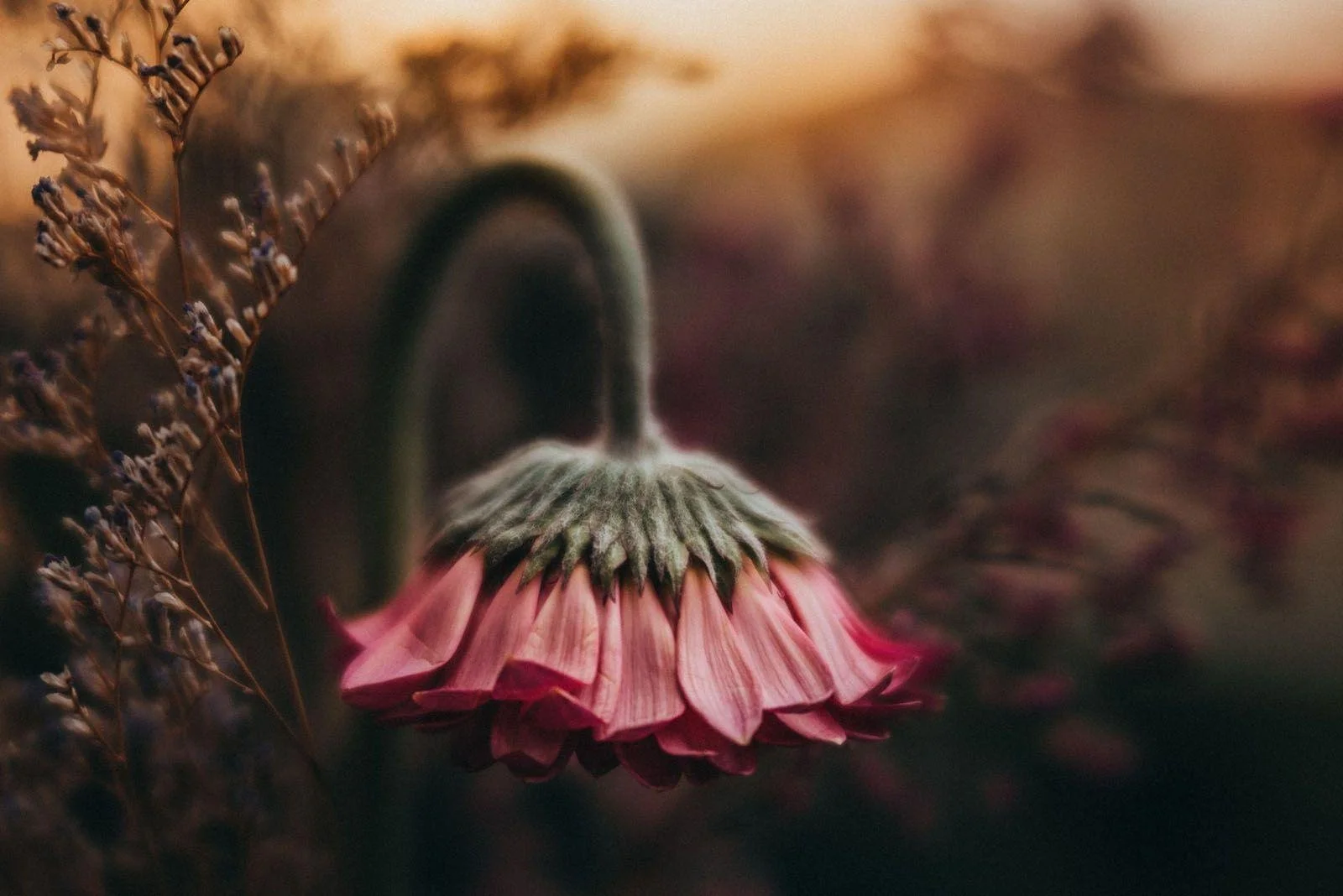 Close-up of a pink flower bending among grasses in soft light, for a reflection on grief and loss that can be hard to name.