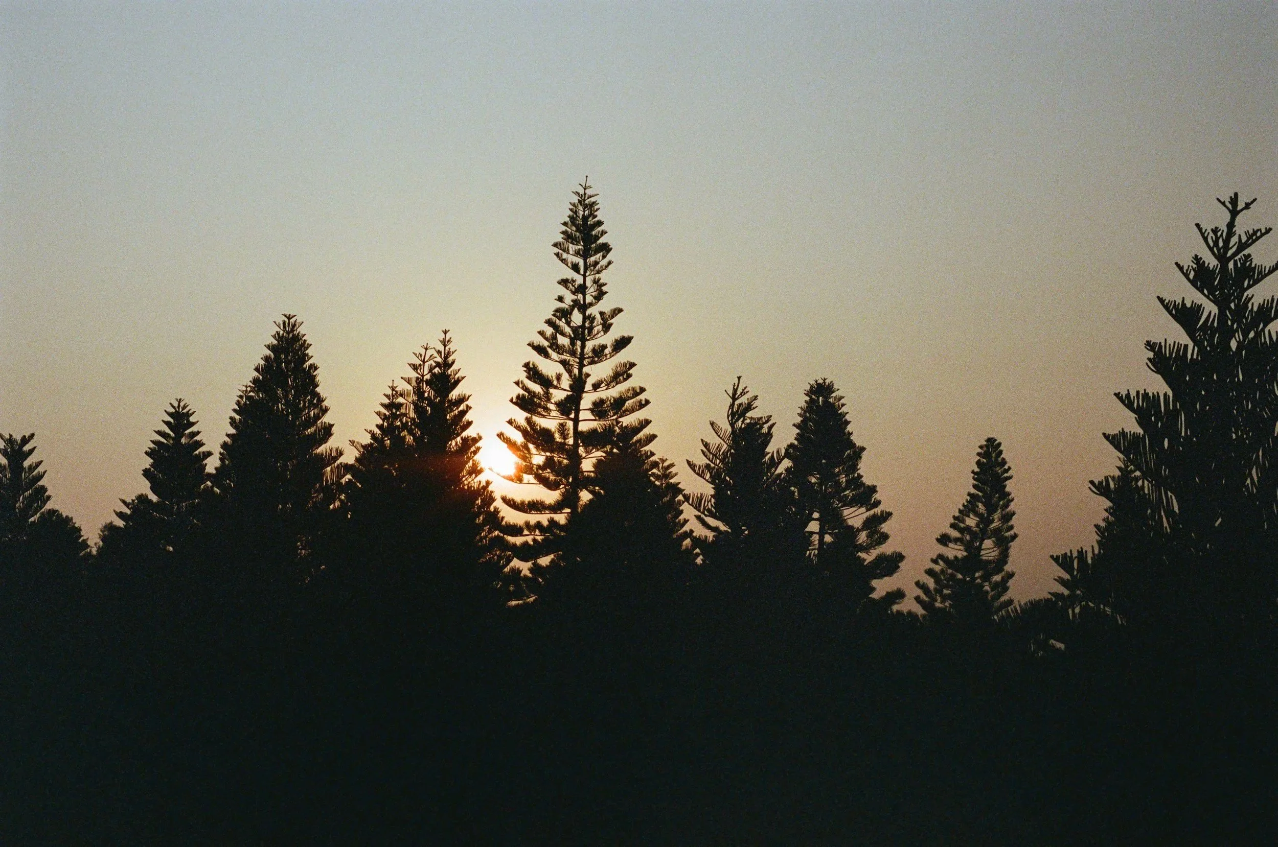 Calm sunrise landscape with quote by Nisha Trivedi from New Leaf with Nisha about loneliness as the body seeking emotional safety, reflecting somatic counselling and nervous system healing.