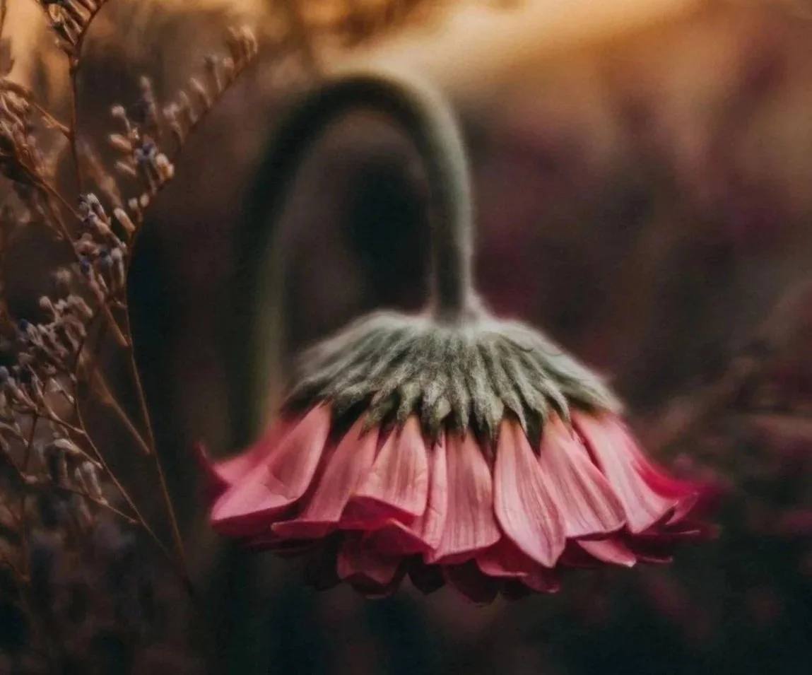 Close-up of a pink flower bending among grasses in soft light, for a reflection on grief and loss that can be hard to name, by Nisha Trivedi at New Leaf with Nisha in Brisbane.