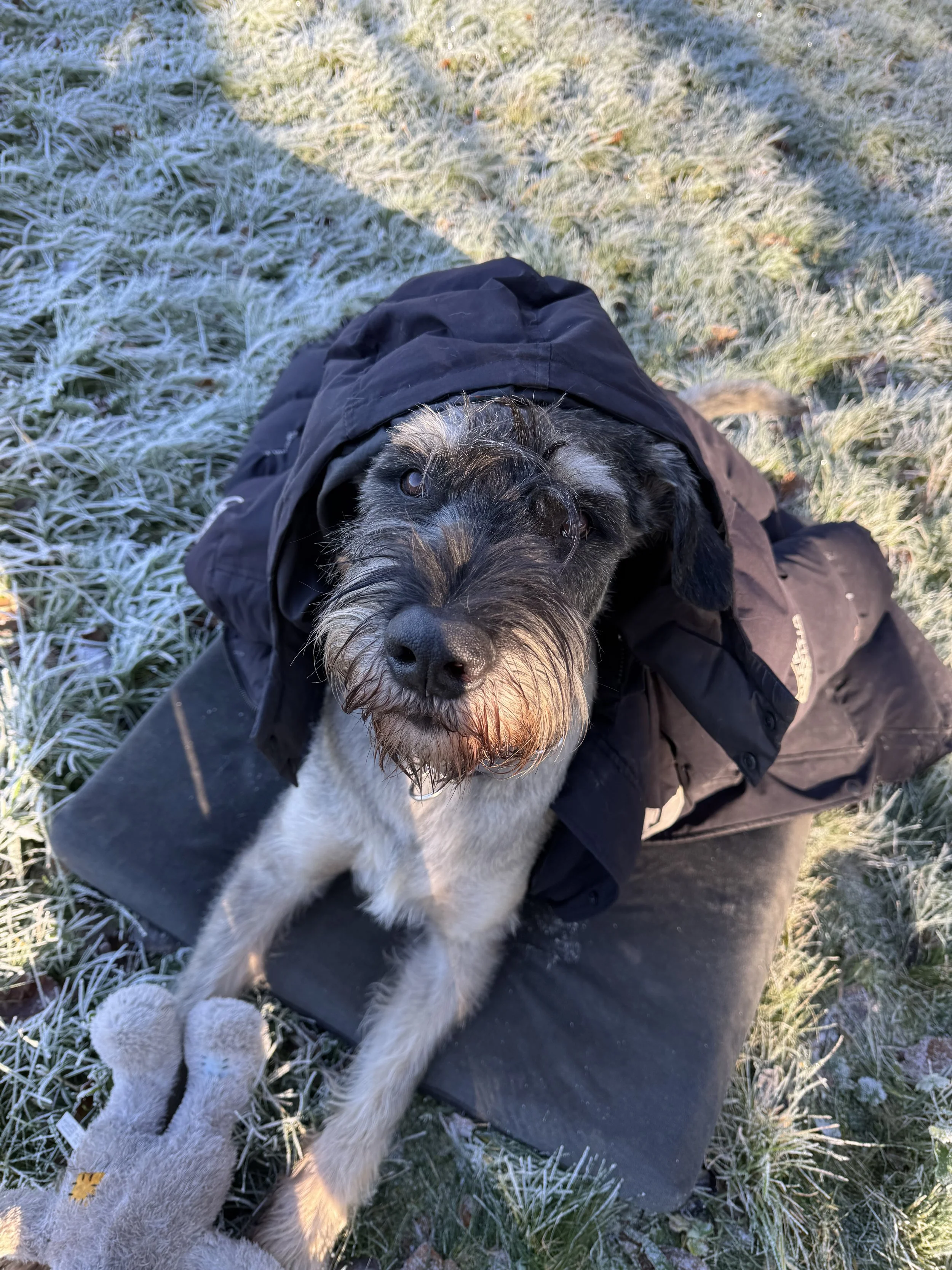 Hund in Winterjacke liegt auf einer Matte im frostbedeckten Gras, Blick in die Kamera. Ein Hand in einem Arbeitshandschuh streichelt den Hund.