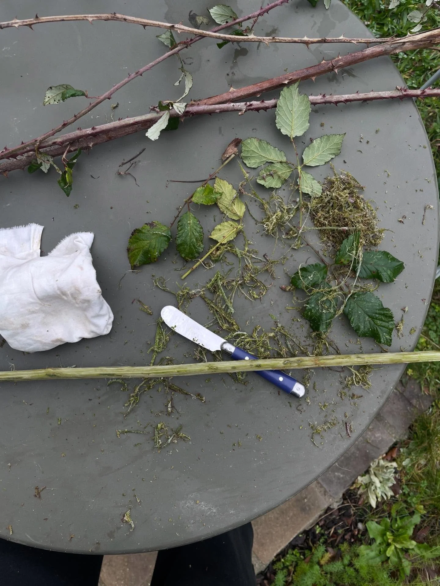 Playing with blackberry ✨