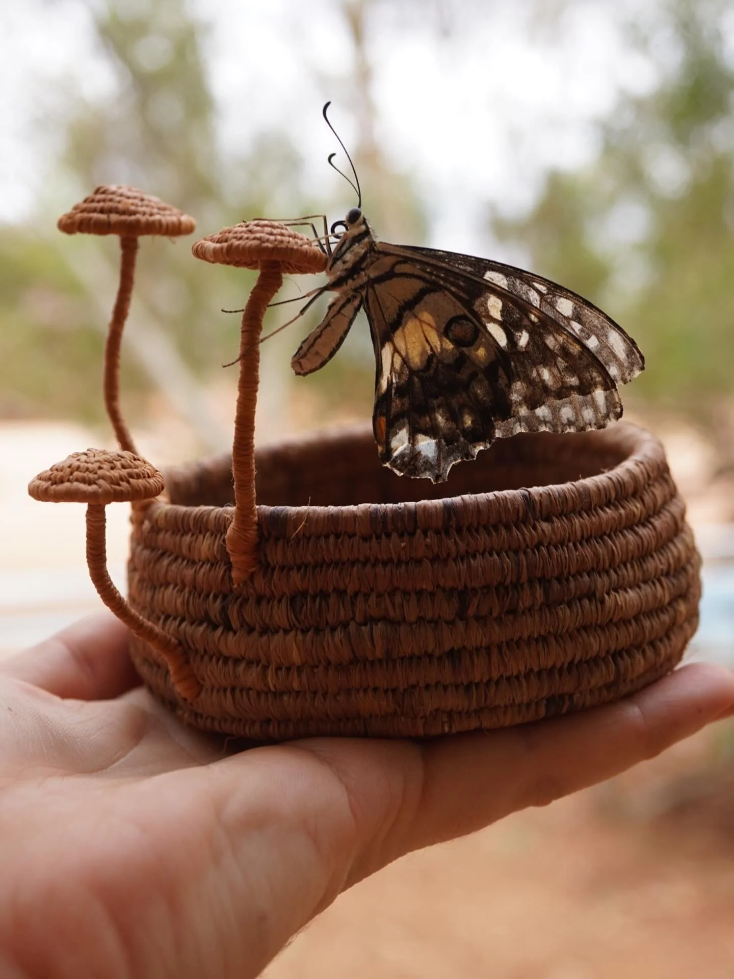 I went to water the garden and looked into the watering can. Usually greeted by a small frog. Today a beautiful butterfly. 
I thought I would add her to my offering table. But as I pulled her out she was moving. 
I sat her in the mushroom basket to r