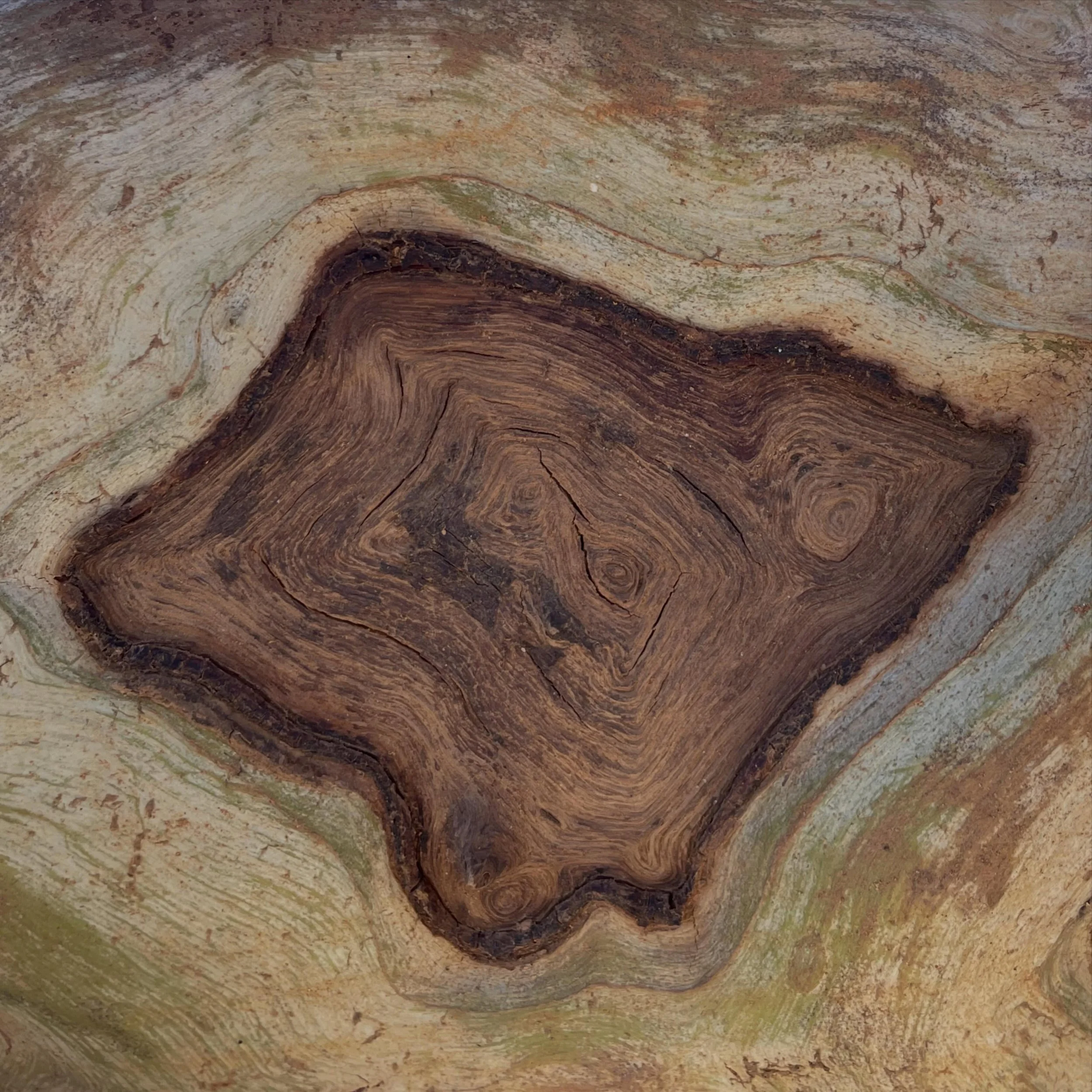 I have a favourite tree, right across from my house on the other side of the upside down river. 
She&rsquo;s beautiful. 
She got dimples, scars, tattoos. 
She is inspiration. 
I will miss her when our final day arrives. But I shall share some of her 