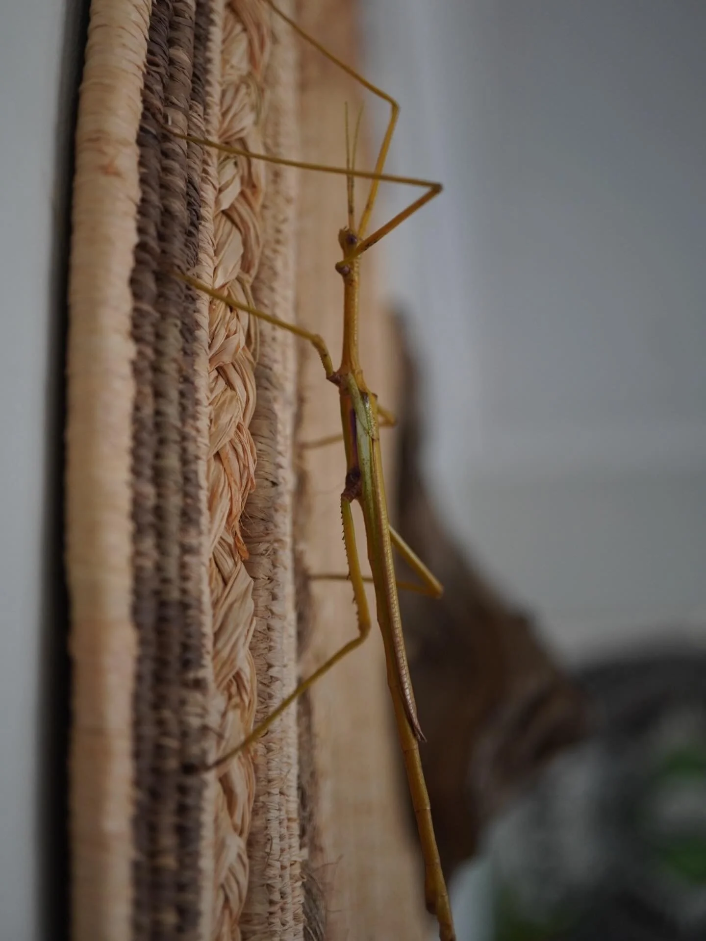 The way I see my art is an extension of myself, but also a tether to the earth. 
A moment of quiet to connect back inwards, 
The feel of natural materials as they stitch into themselves. 
I wear my work like a second skin. 
Woven into the fabric of m