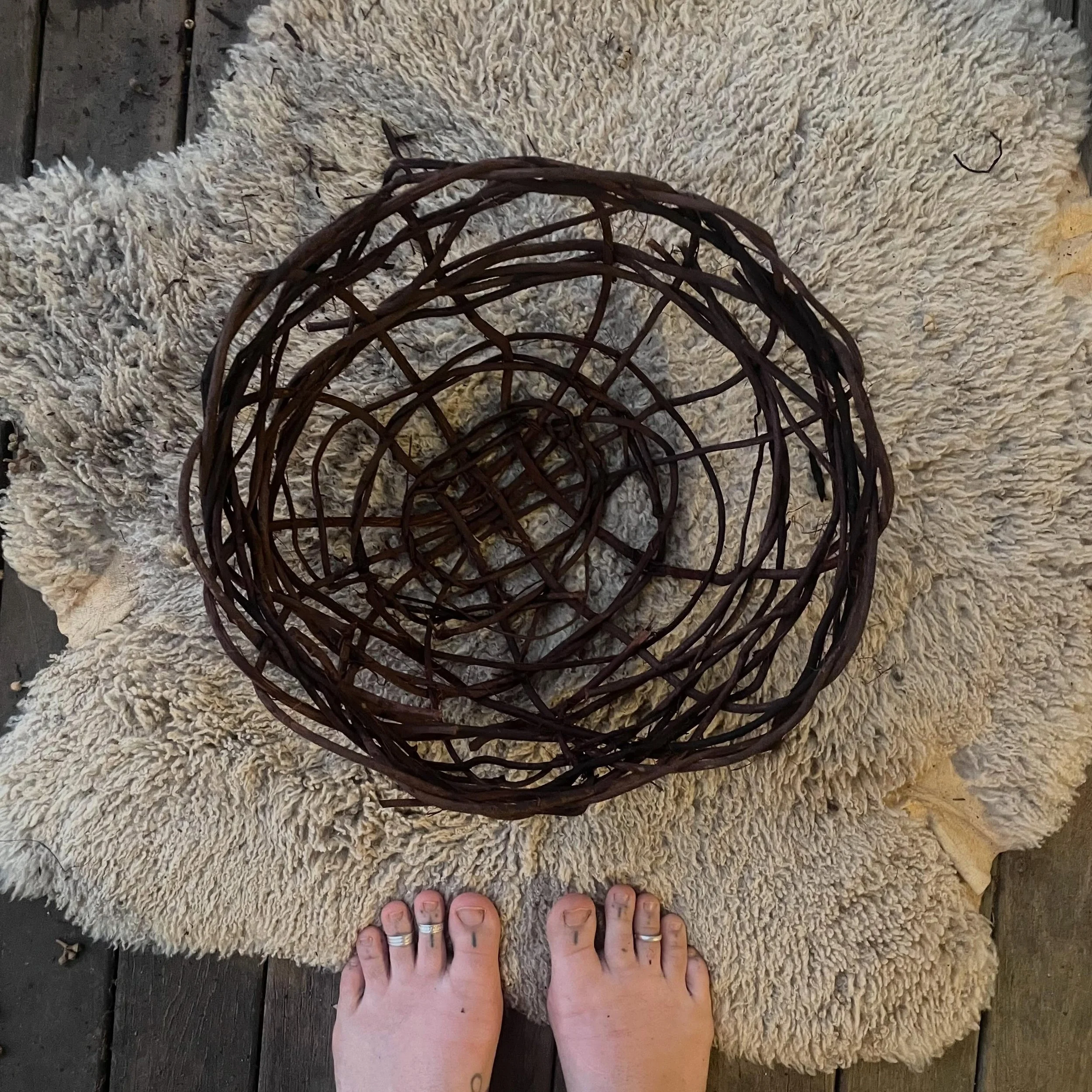 I&rsquo;ve had eucalyptus roots in a pot for at least a month if not more. 
I&rsquo;ve made a few baskets with the bark, I&rsquo;ve dyed raffia and a doona cover with the tannins and now I&rsquo;m going to get my sh*t together and use the rest up and