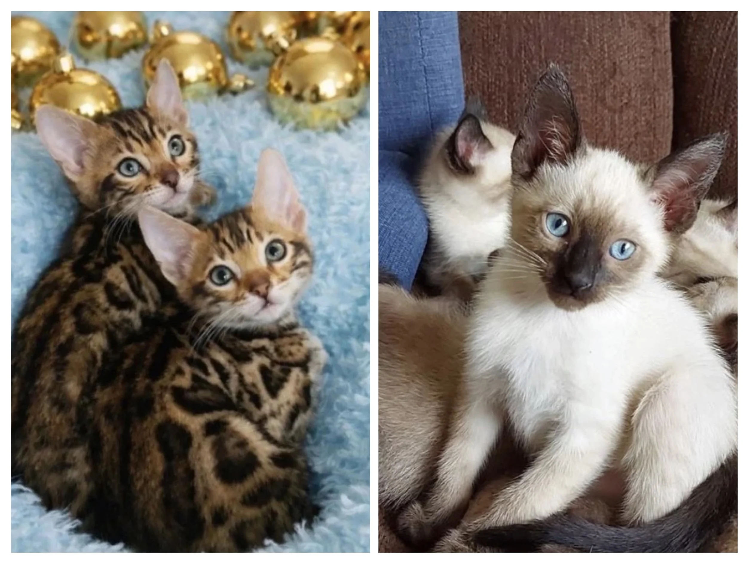 Bengal &amp; Siamese Kittens Coming Soon – Spring 2026 🐾