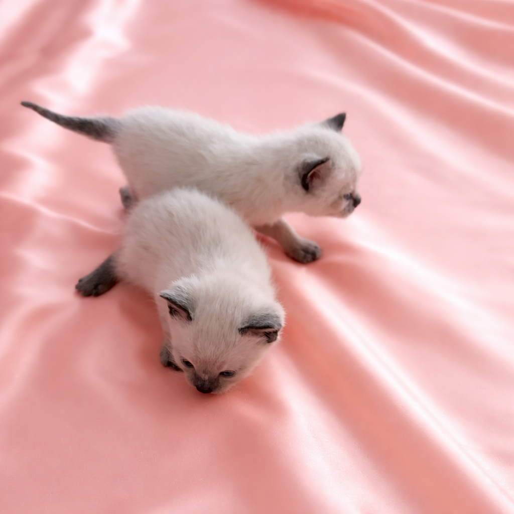 🐾💙 Beautiful Siamese Kittens Available – Now Taking Reservations! 💙🐾
