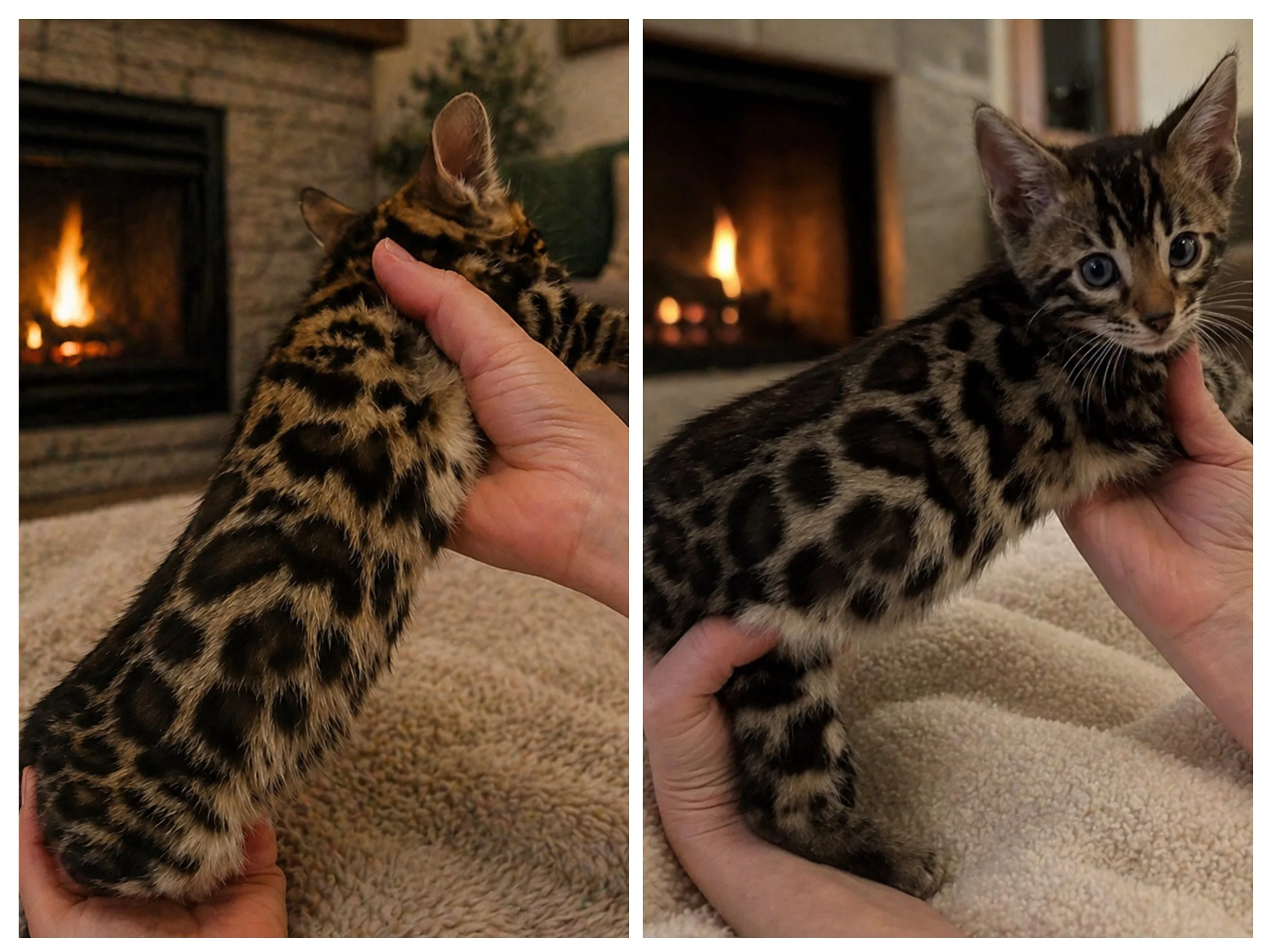 💙 Beautiful Bengal Kittens Available – Almost Gone! 🐾