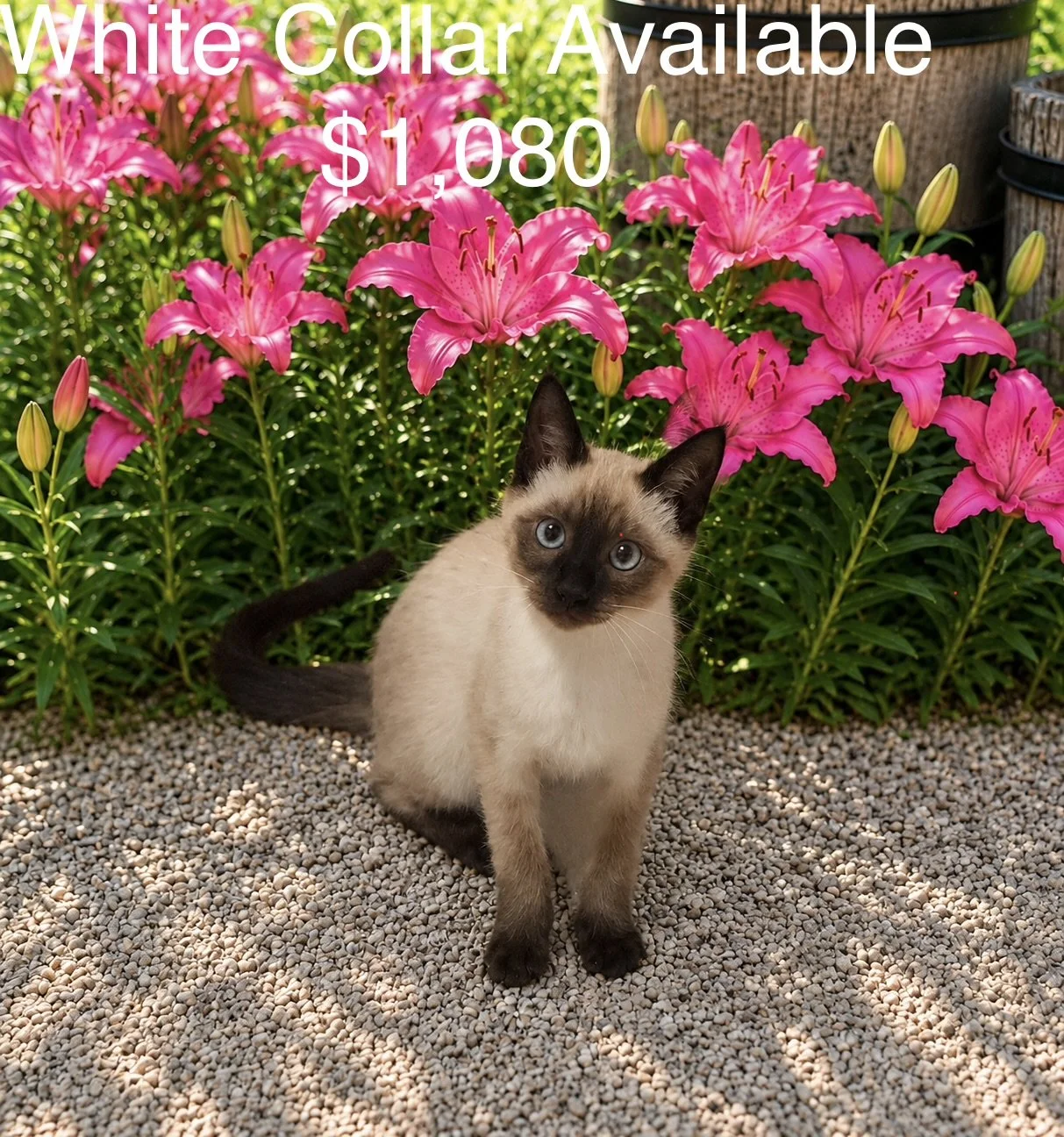 One Purebred Siamese kitten left to be Reserved!