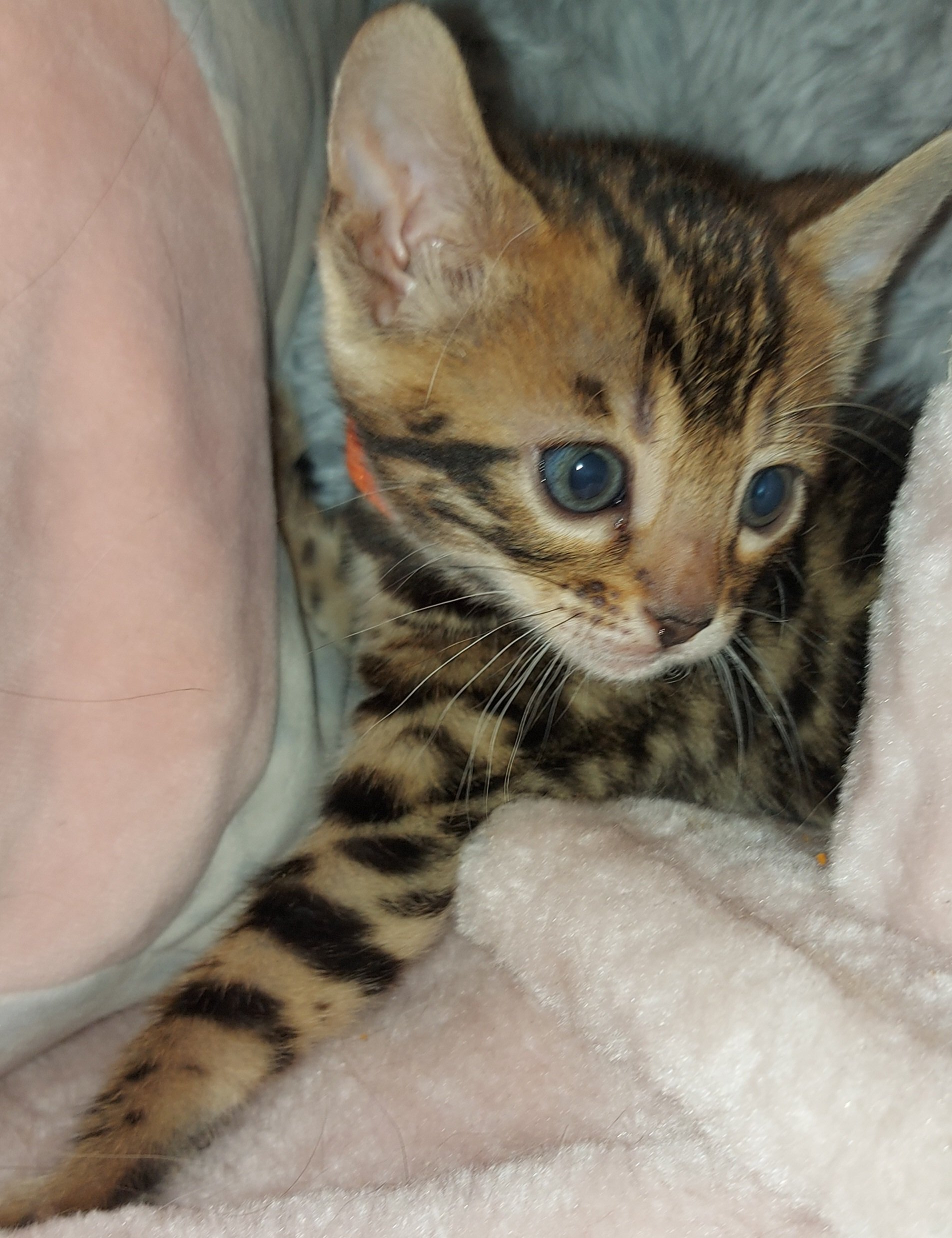 Our Gorgeous Gold Bengal, Orange Collar