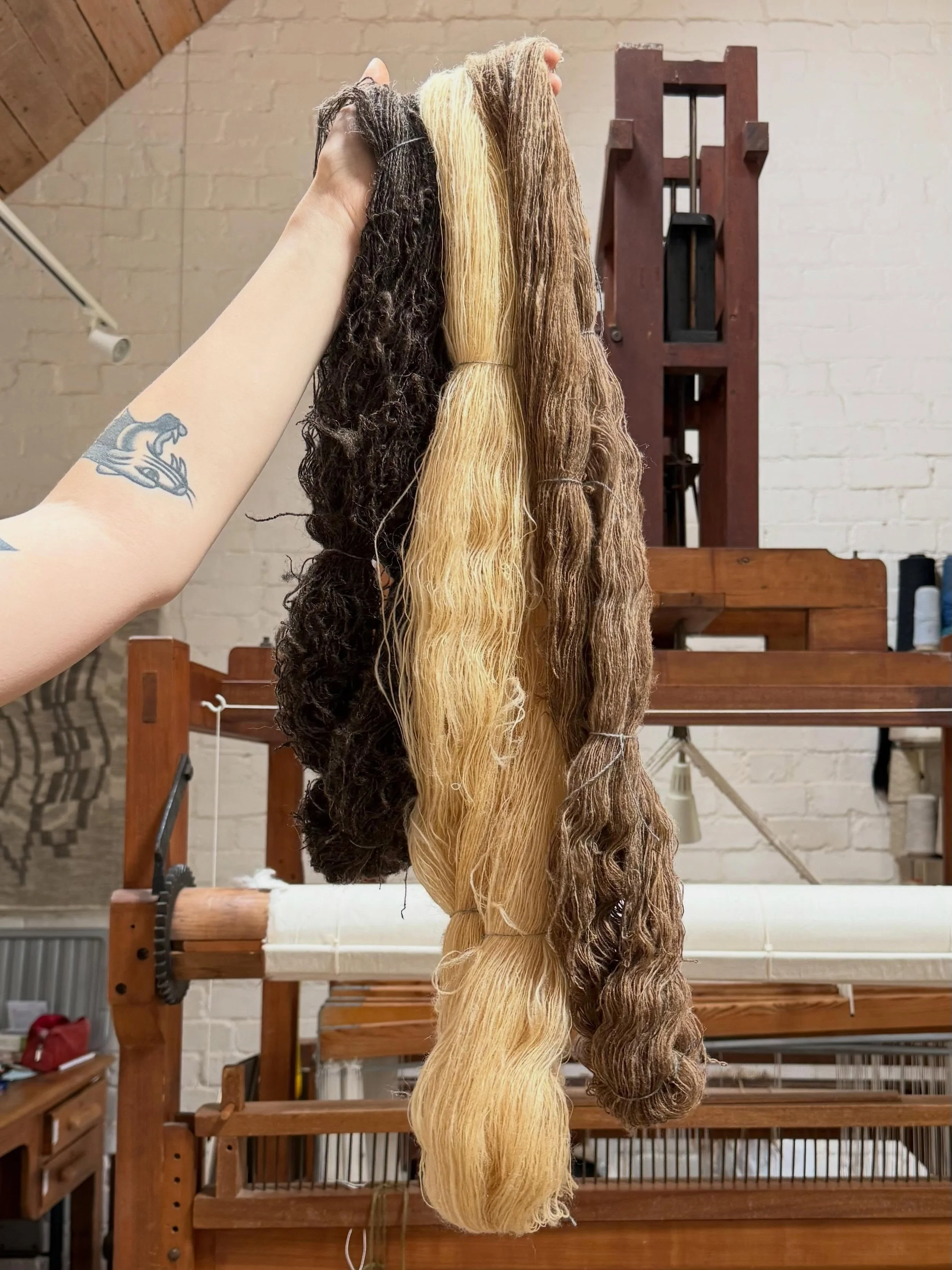 Spinning in the grease.  Spun, washed, stretched, dried and ready to be woven. 

Black Welsh Mountain, Valais Balcknose and Shetland.