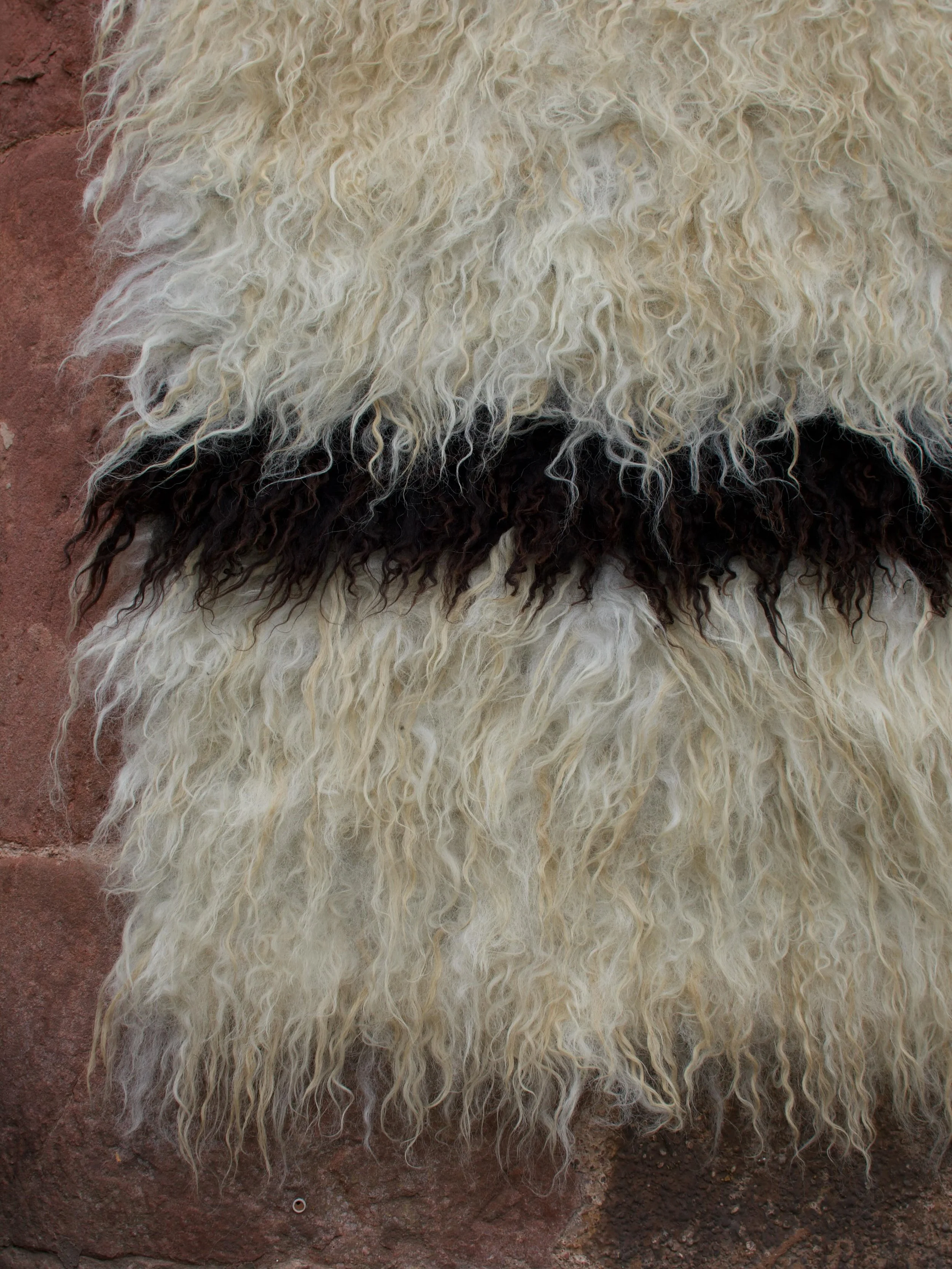 The Fleece II 

2026

Valais Blacknose and Hebridean locks on lambswool
