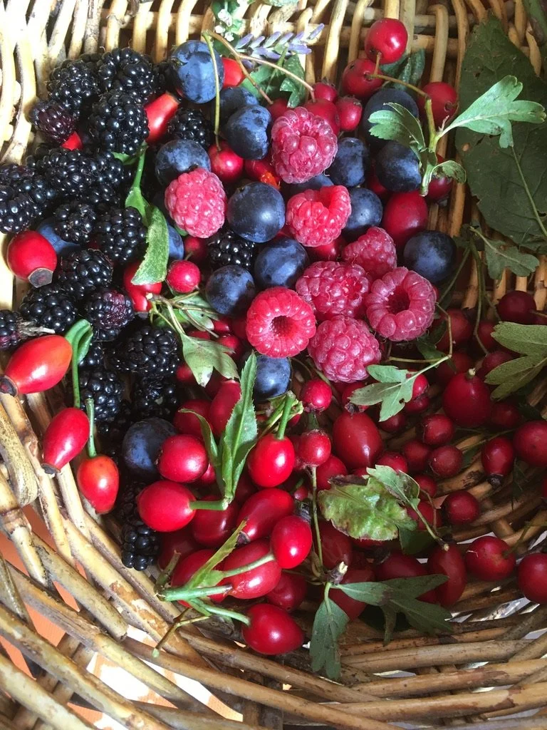 Wild Herbalism Through the Seasons Workshop: Autumn
