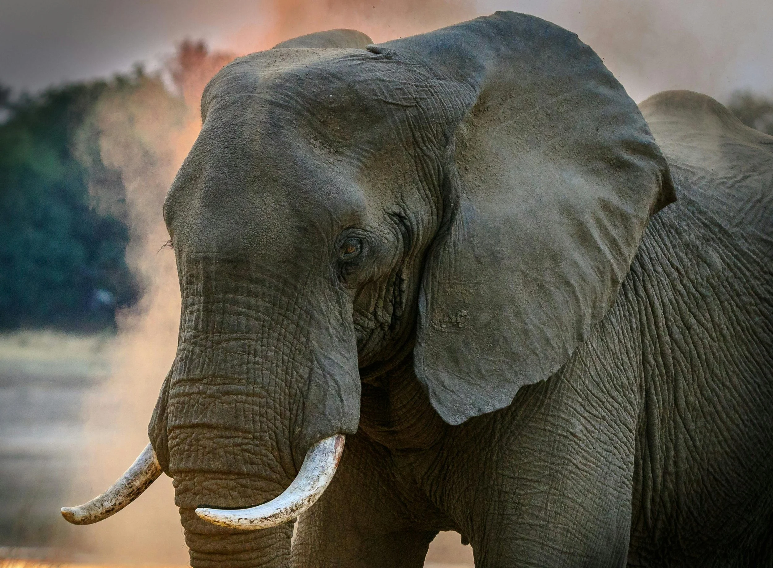 Yoga Safari in South Africa