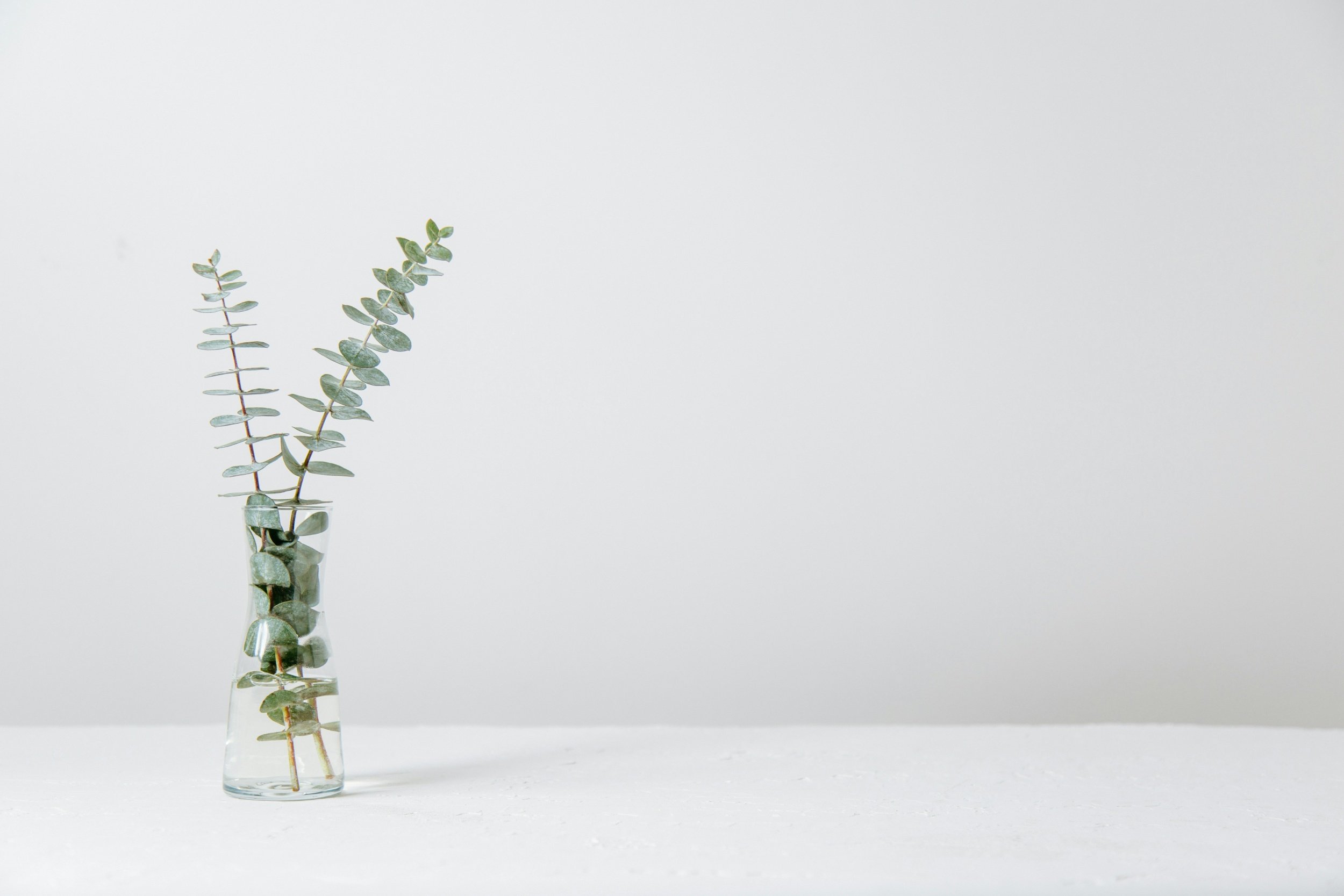 Eucalyptus branches in a clear glass vase on a white surface against a light gray background.