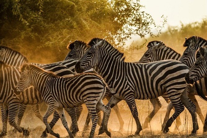 Easter 2027: Family African Adventure 🇿🇼 🇧🇼 🇿🇦 

Victoria Falls, Chobe National Park and Cape Town...this is a family African adventure of a lifetime! 

Created to perfectly suit the bucketlist, preferences, style and budget of a multi-generati
