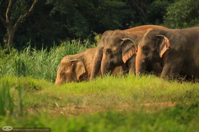 11 night Singapore &amp; Phuket Family 2027 Adventure with Iconic Elephant Hills Stay 🐘 

Tailor-made for a family of 5 with 2 Adults, 2 teenagers and a child.

Itinerary can be tailored to suit your family&rsquo;s style, dates and preferences&helli