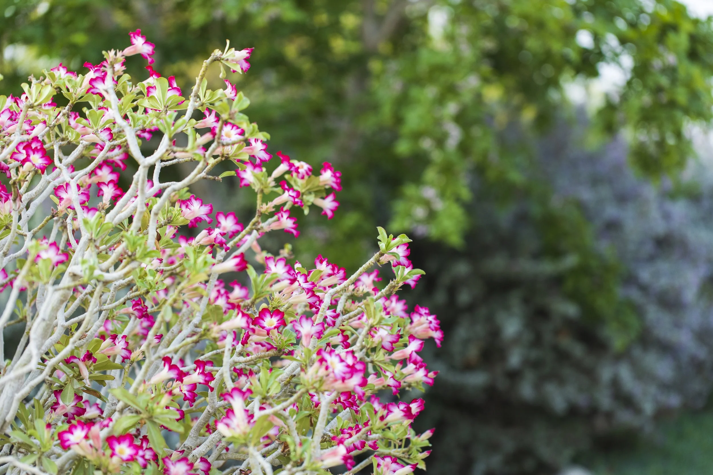 ‏‏_B3A6274 - עותק.jpg