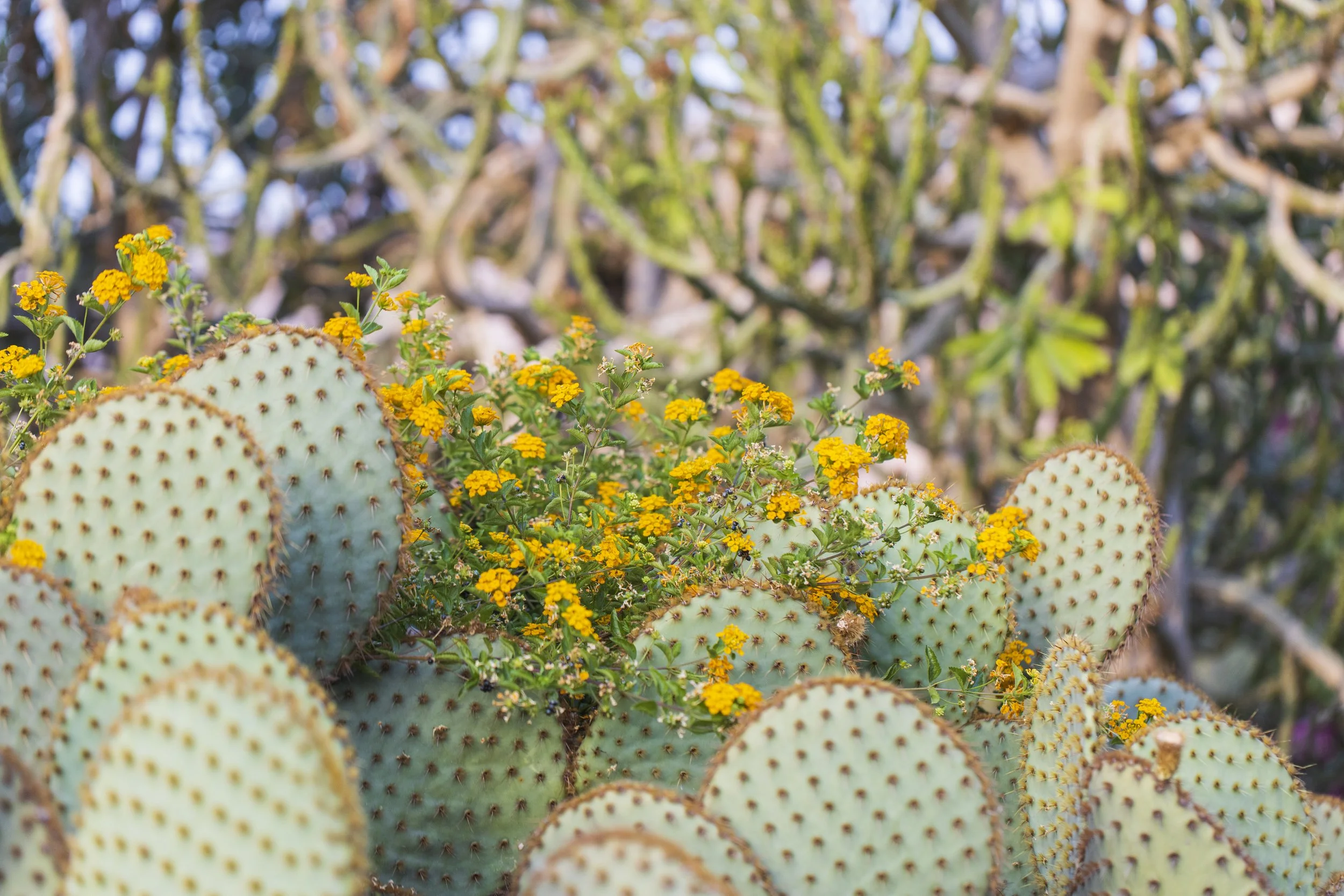 ‏‏_B3A6306 - עותק.jpg