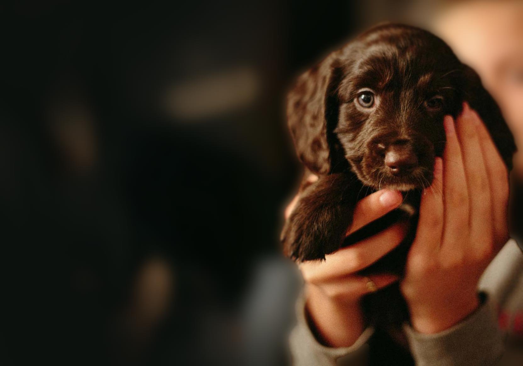 fetch-pet-care-10.jpg