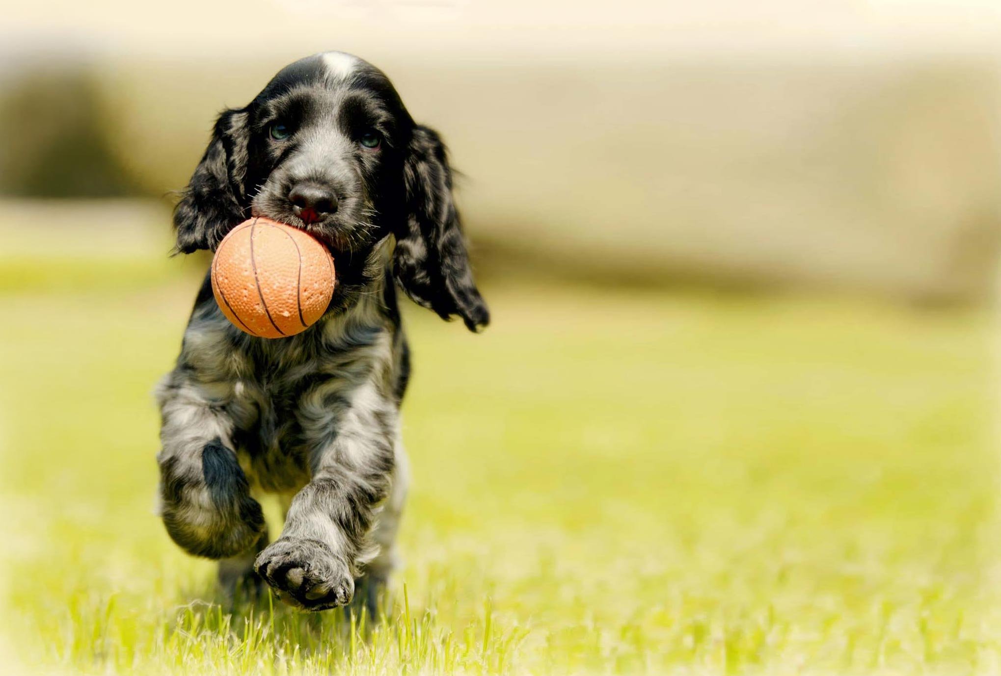 fetch-pet-care-22.jpg