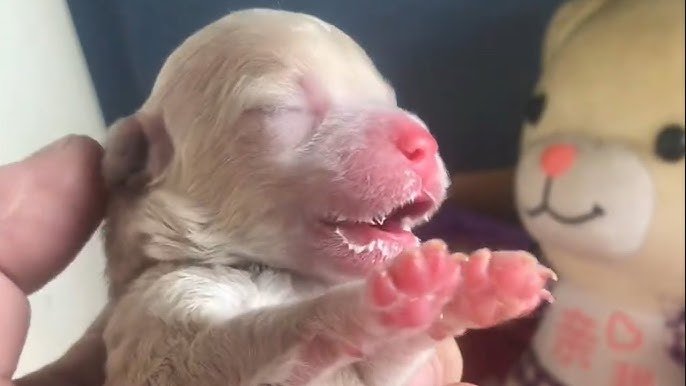 puppy-01.jpg