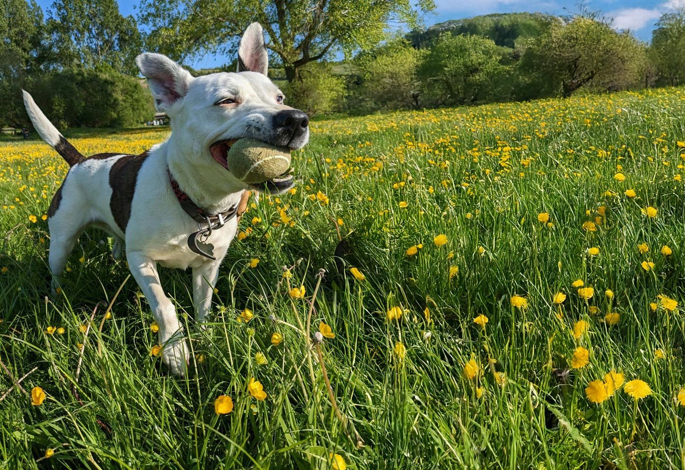fetch-pet-care-18.jpg