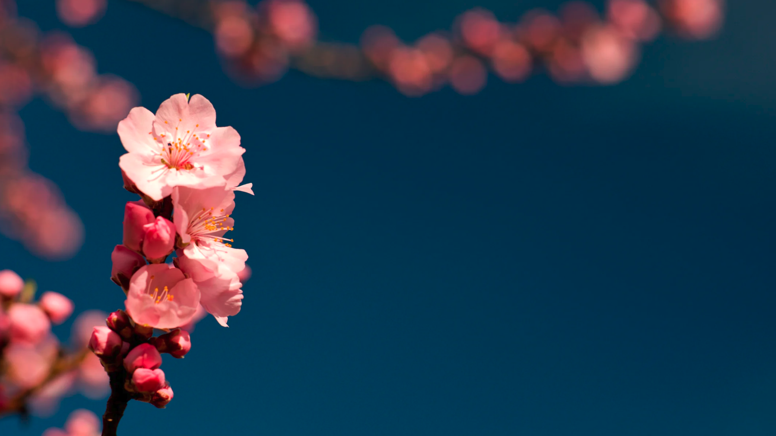 Rosa blomster og knopper på gren, blå bakgrunn